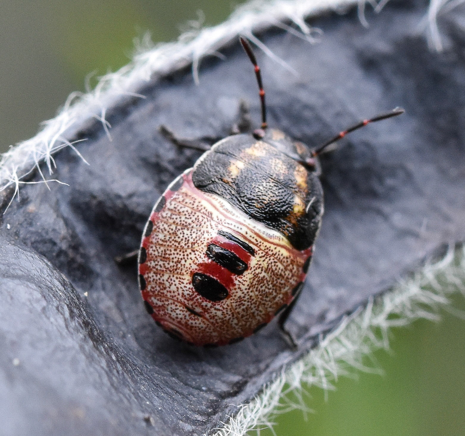 Bremschildwants (Piezodorus lituratus)