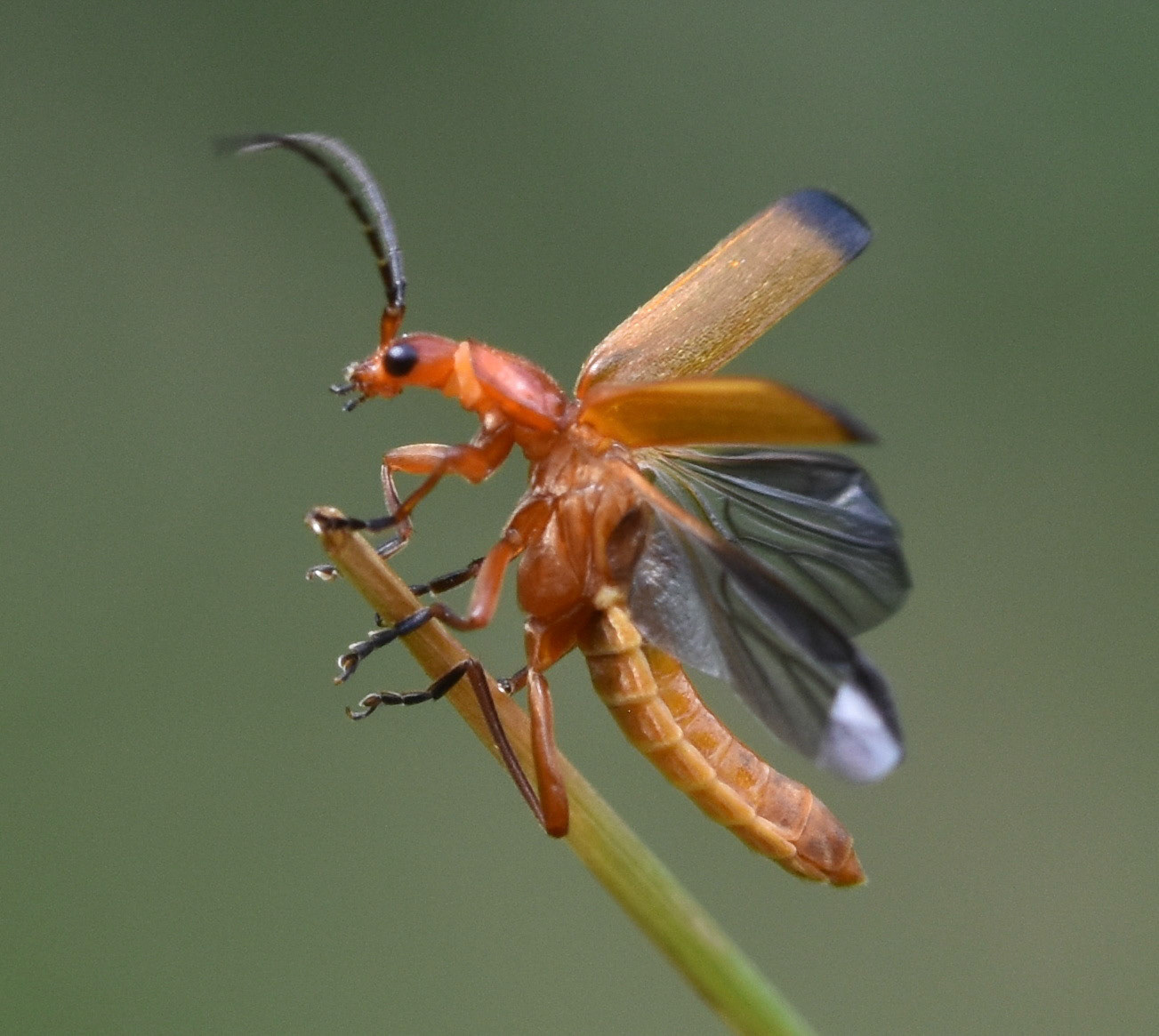 Soldaatje (Rhagonycha fulva)