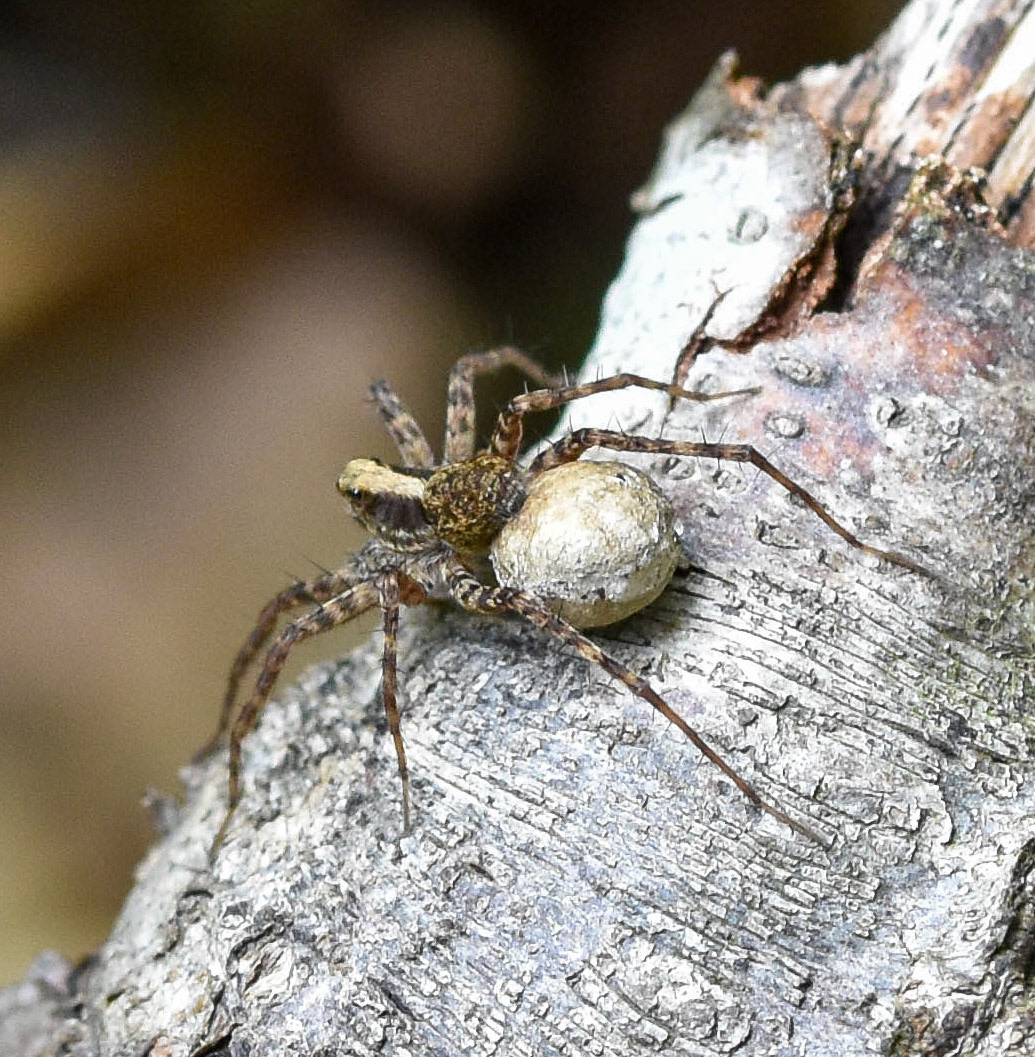 Duinwolfspin (Pardosa monticola)