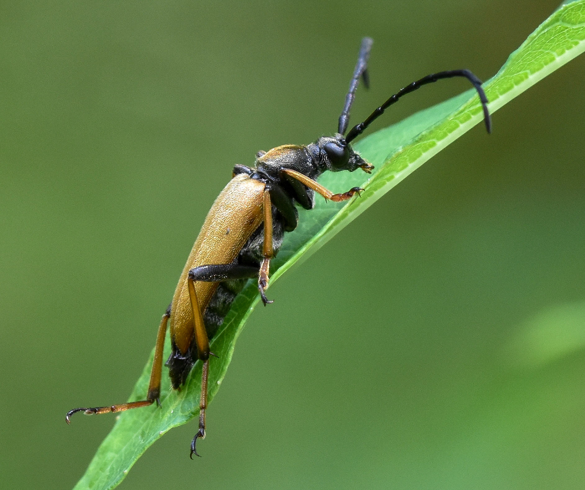 Gewone smalboktor (Stictoleptura rubra)