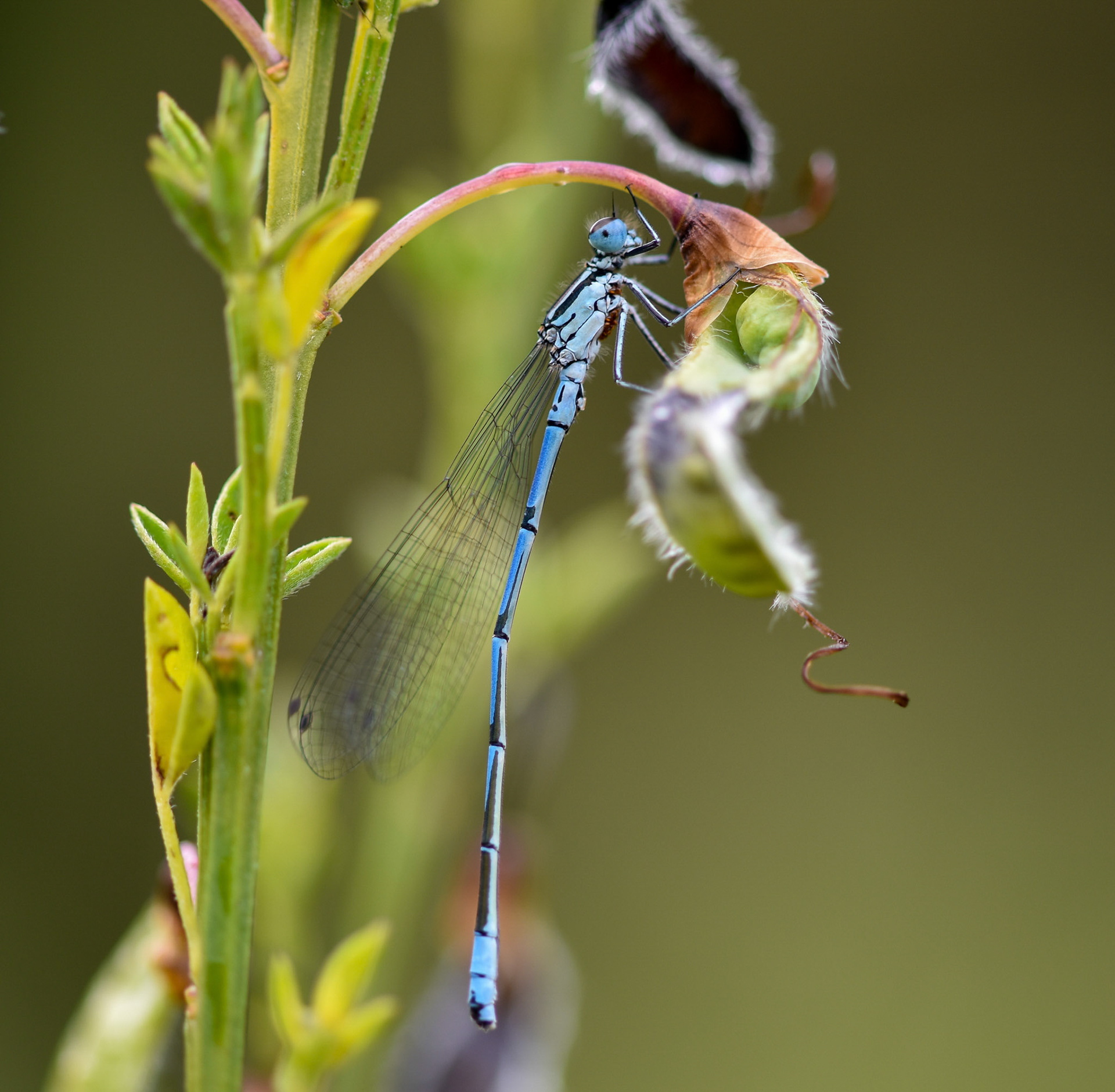 Watersnuffel (Enallagma cyathigerum)