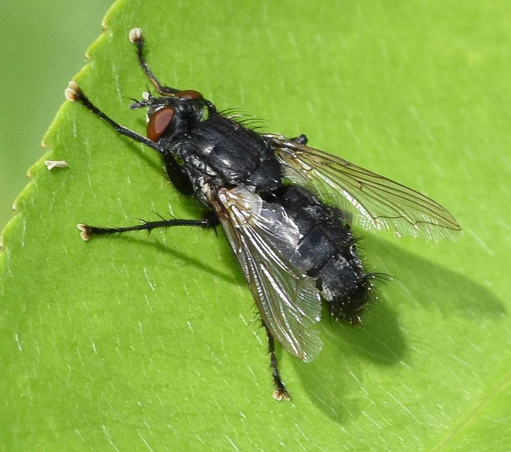 Roodwangbromvlieg (Calliphora vicina)