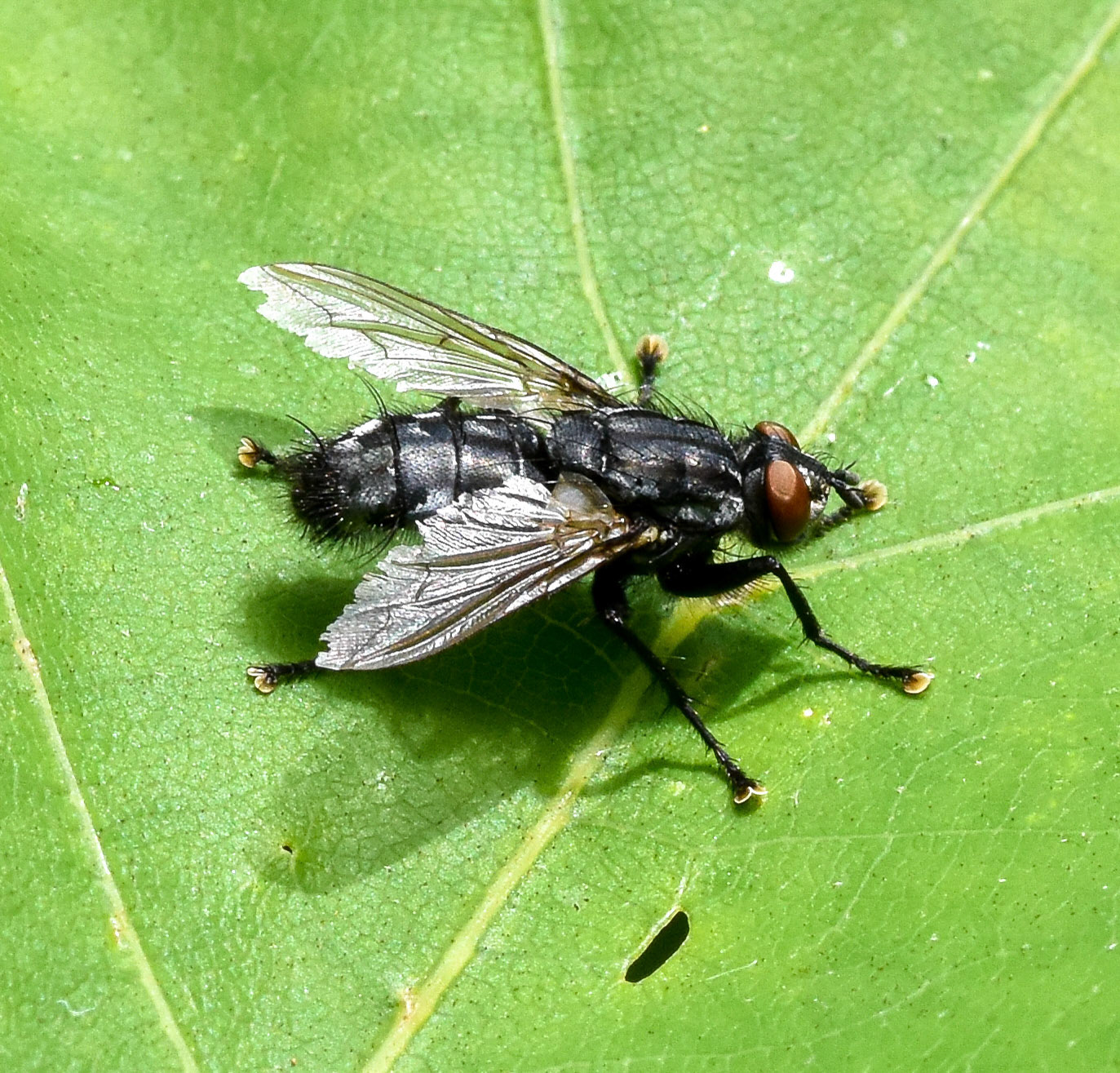 Roodwangbromvlieg (Calliphora vicina)