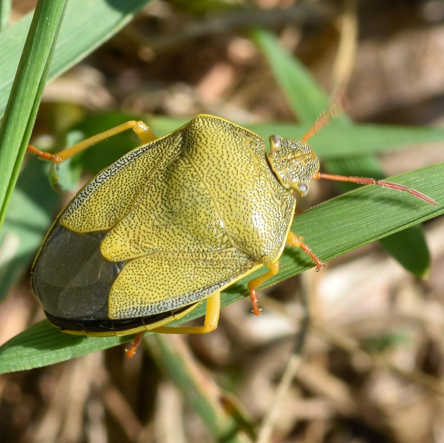 Bremschildwants (Piezodorus lituratus)