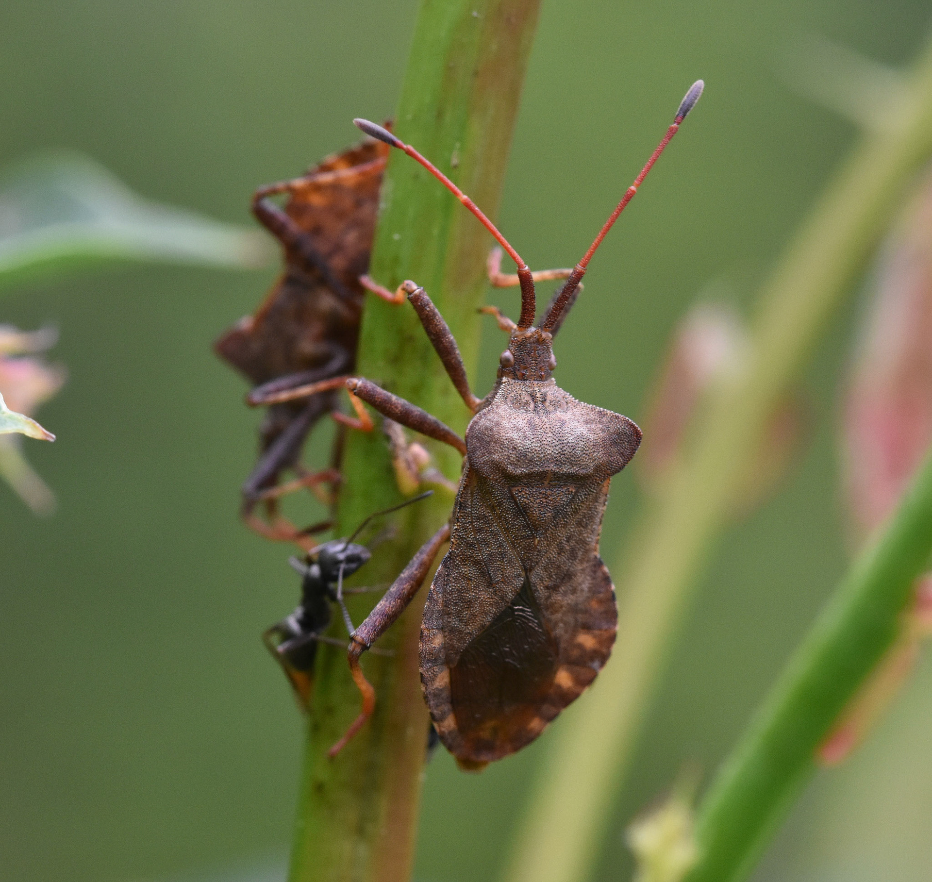 Zuringwants (Coreus marginatus)