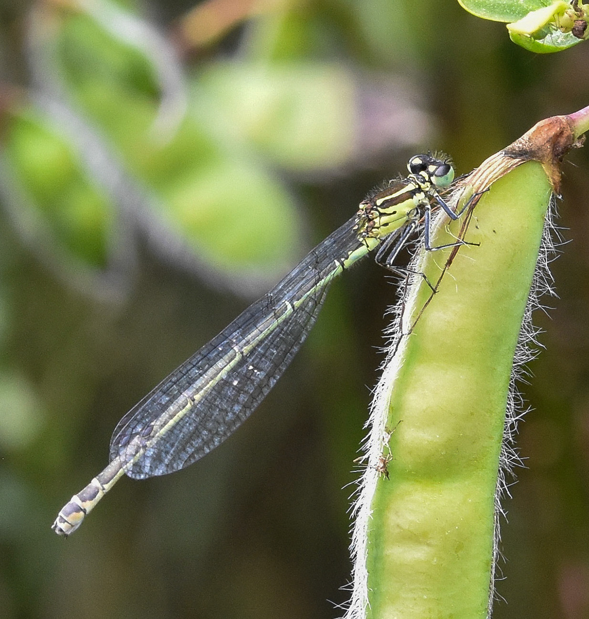Watersnuffel (Enallagma cyathigerum)