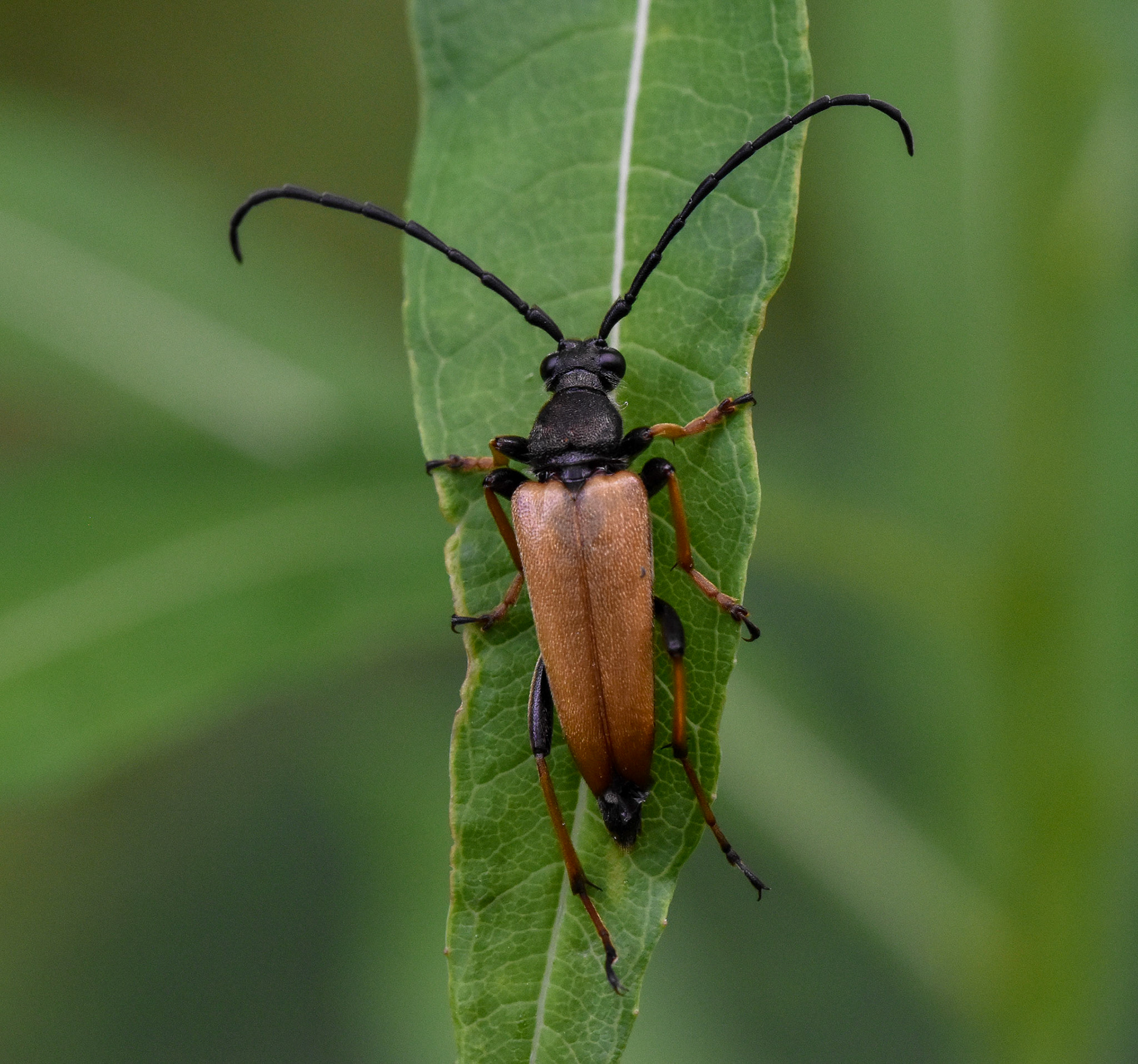 Gewone smalboktor (Stictoleptura rubra)