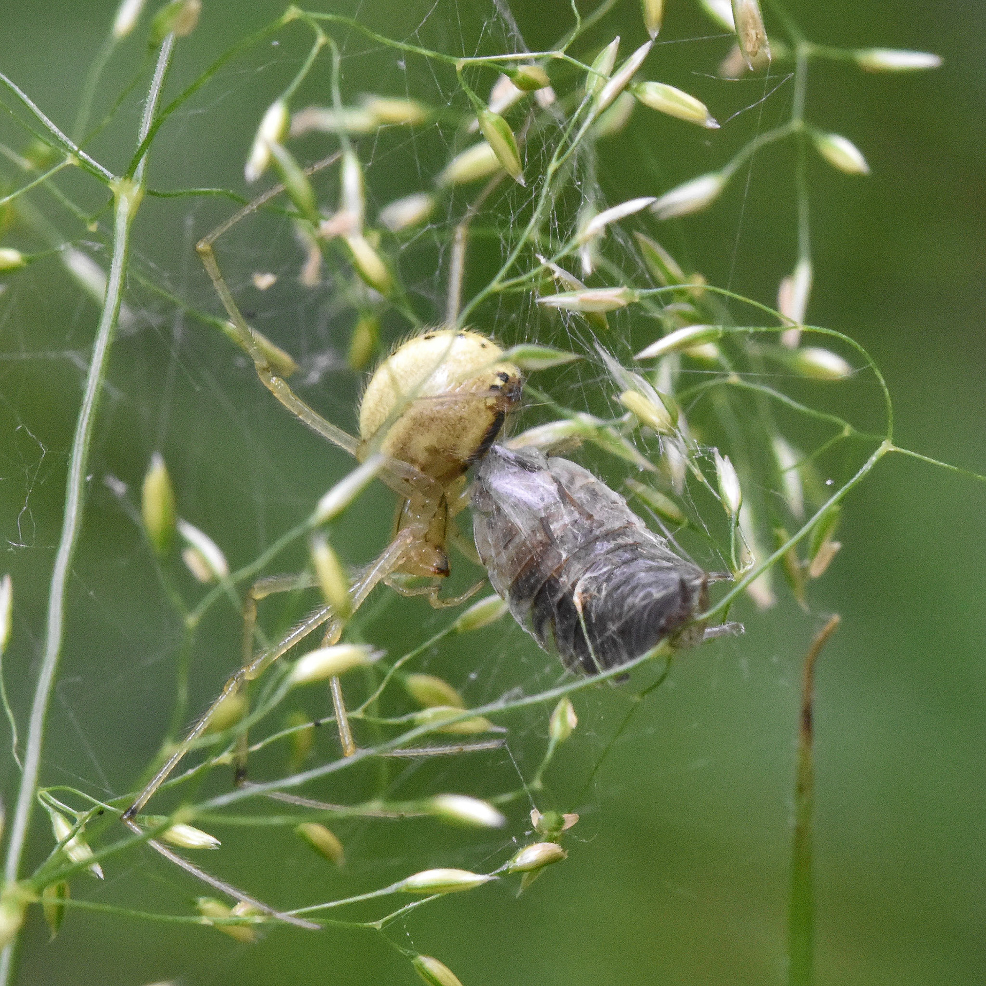 Gewone tandkaak (Enoplognatha ovata)