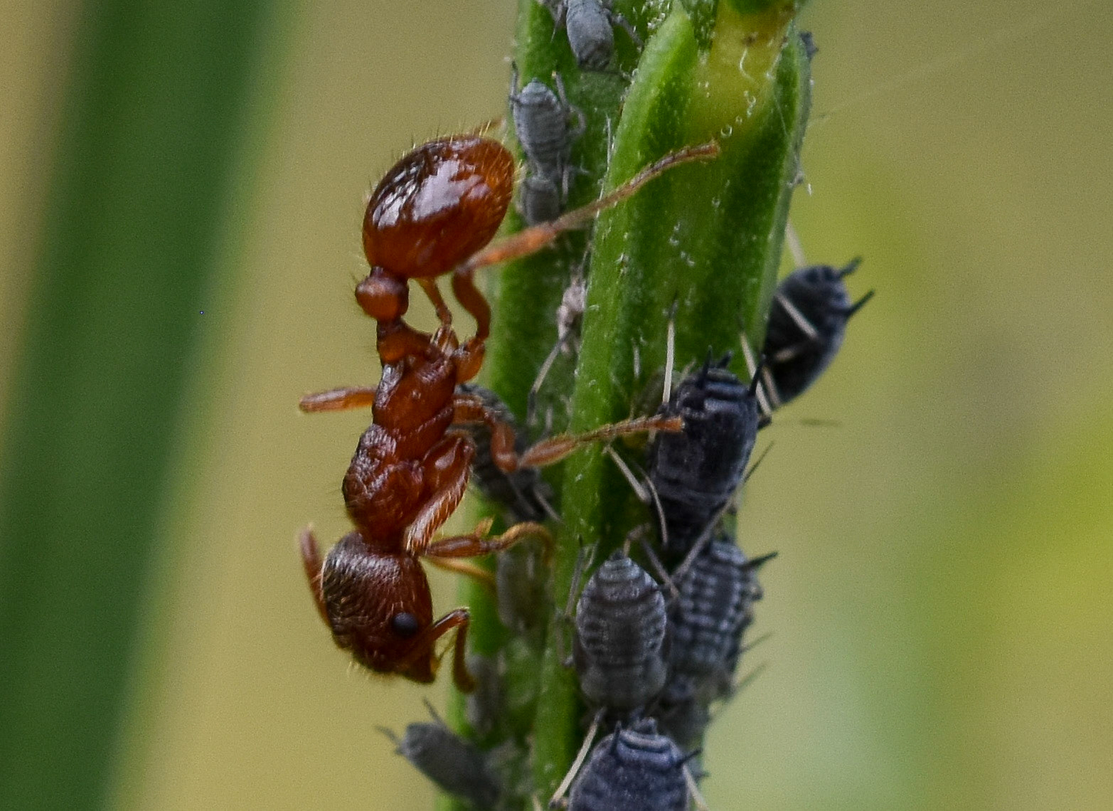 Rode steekmier (Myrmica rubra)