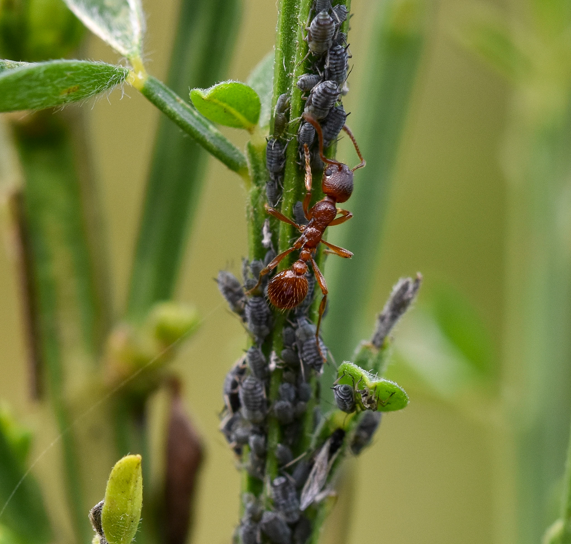 Rode steekmier (Myrmica rubra)