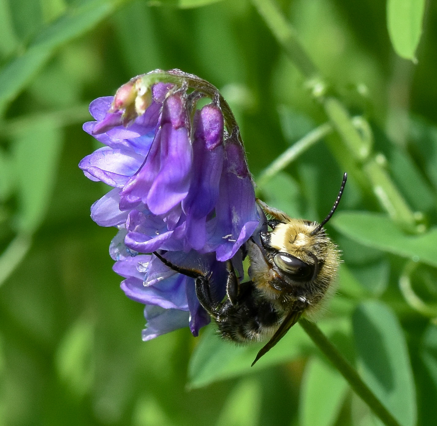 Grote behangersbij (Megachile lagopoda)