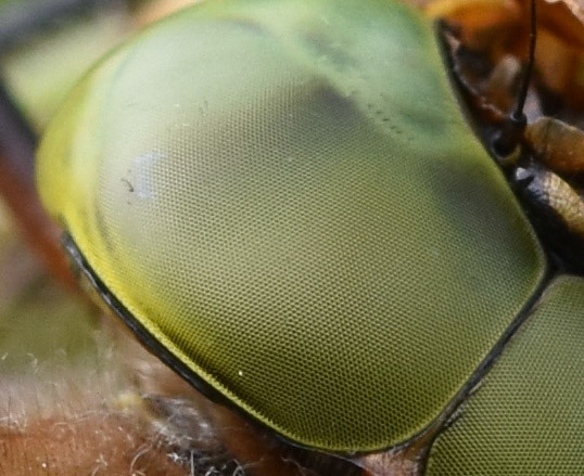 Vroege glazenmaker (Aeshna isoceles)