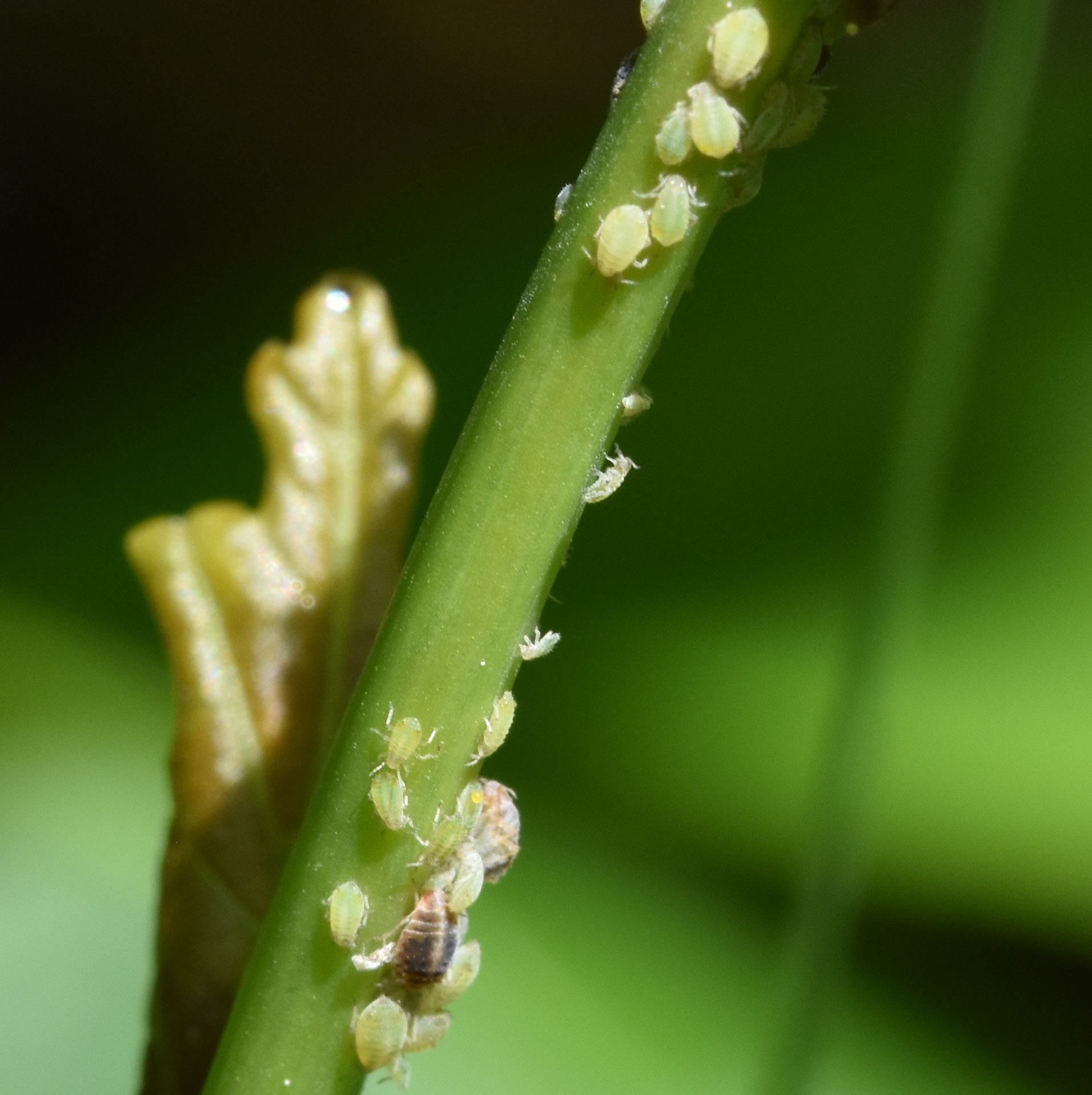 Groene appeltakluis (Aphis pomi de Geer)
