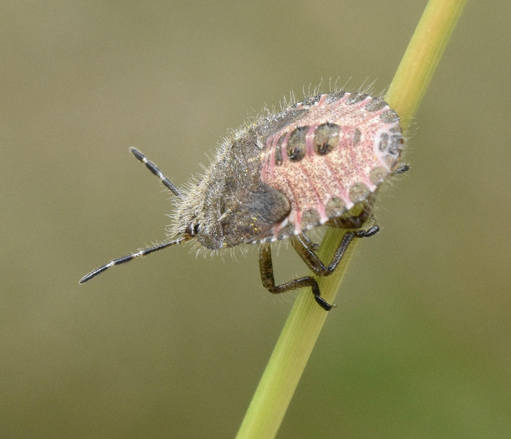 Bremschildwants (Piezodorus lituratus)