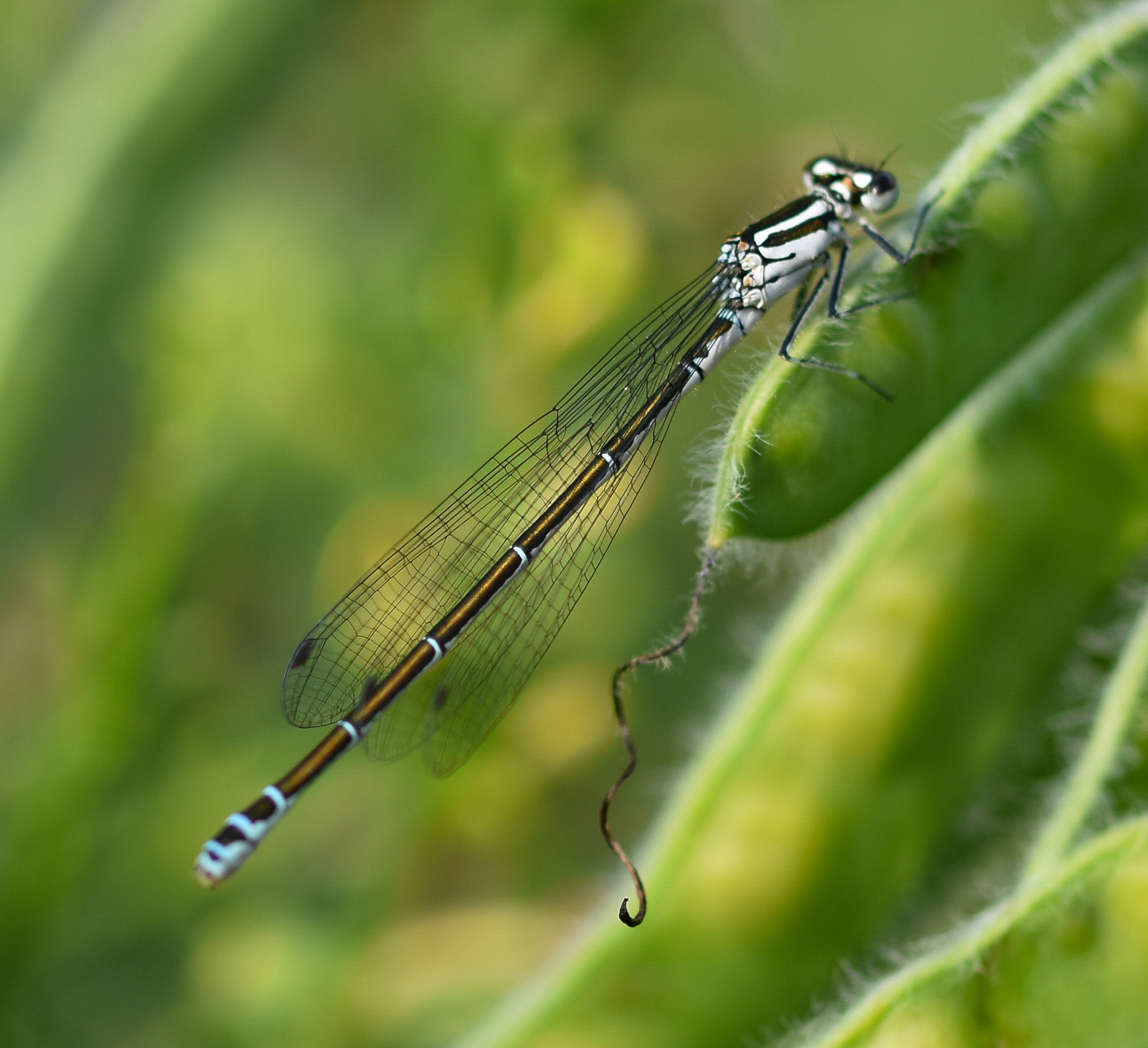 Azuurwaterjuffer (Coenagrion puella)