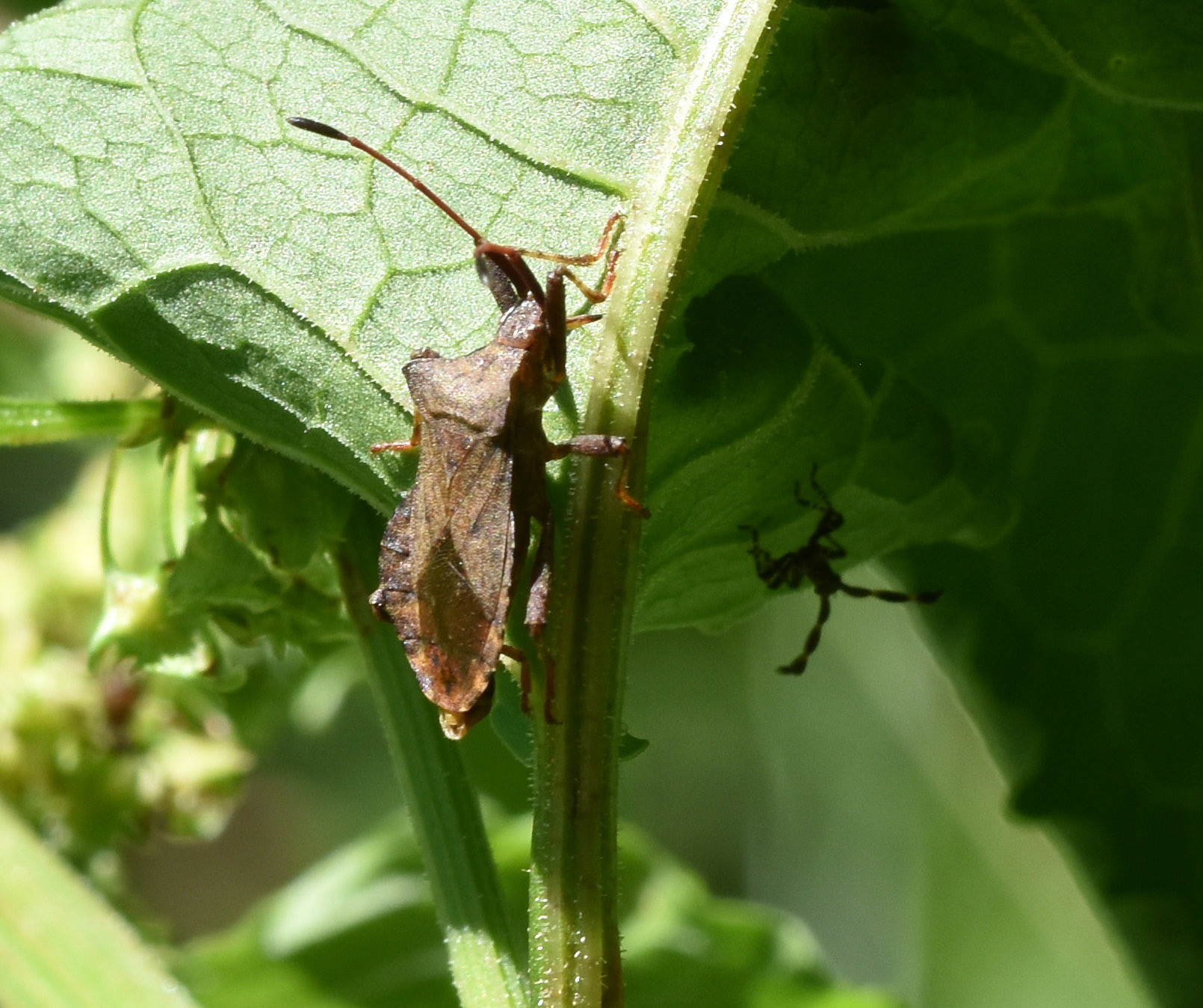 Zuringwants (Coreus marginatus)