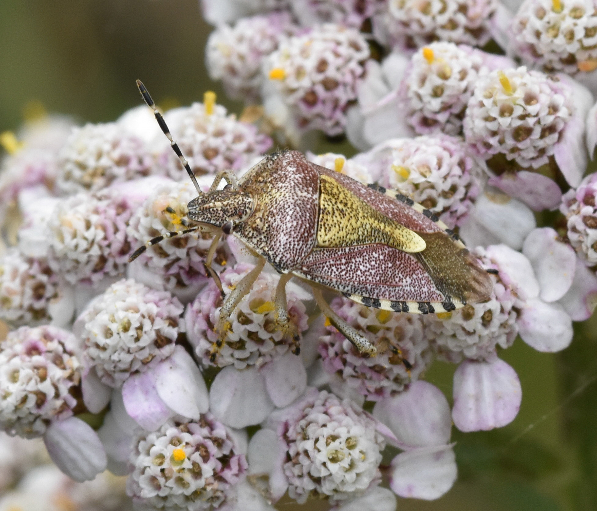 Bessenschildwants (Dolycoris baccarum)