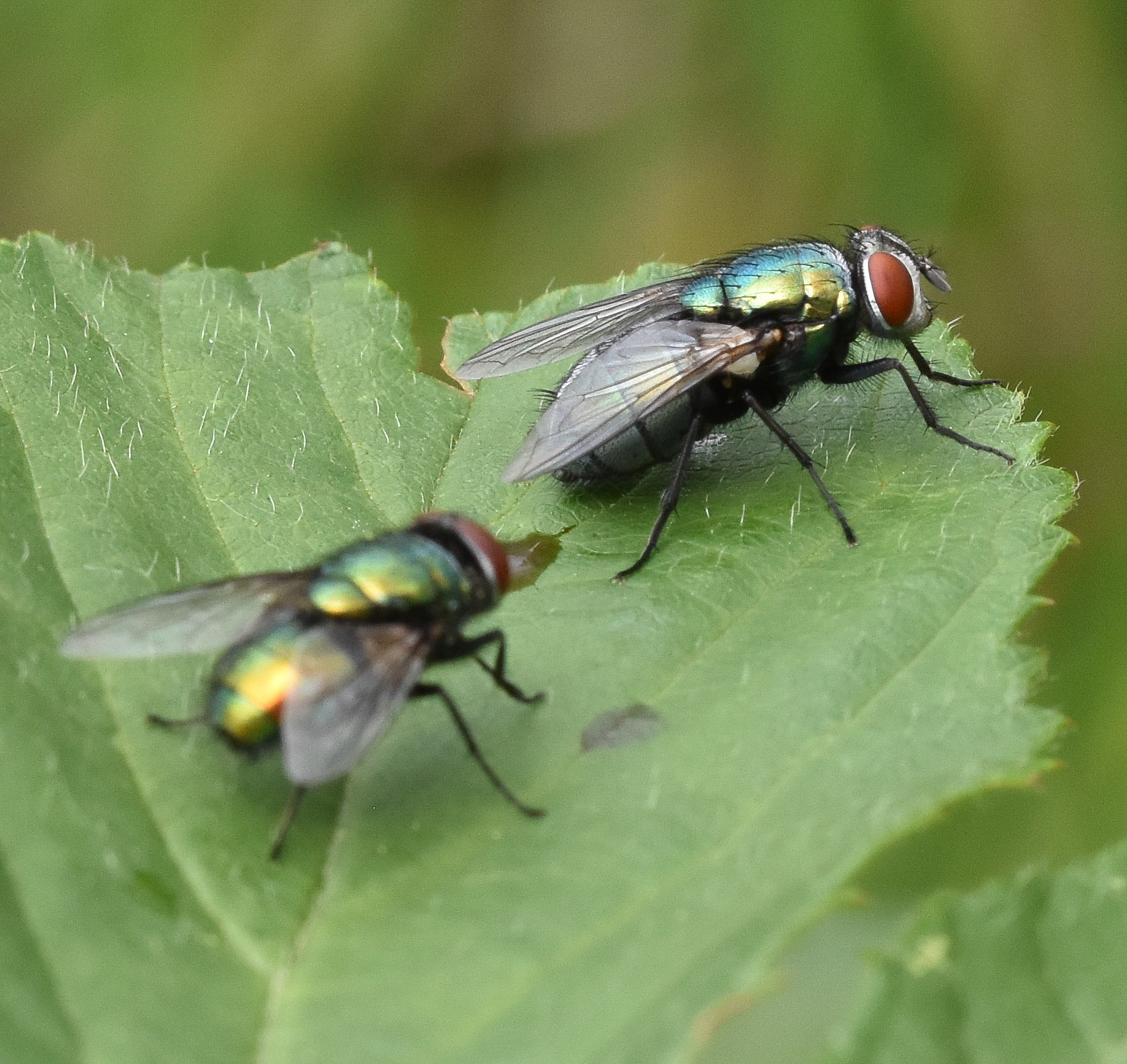 Groene vleesvlieg (Lucilia sericata)
