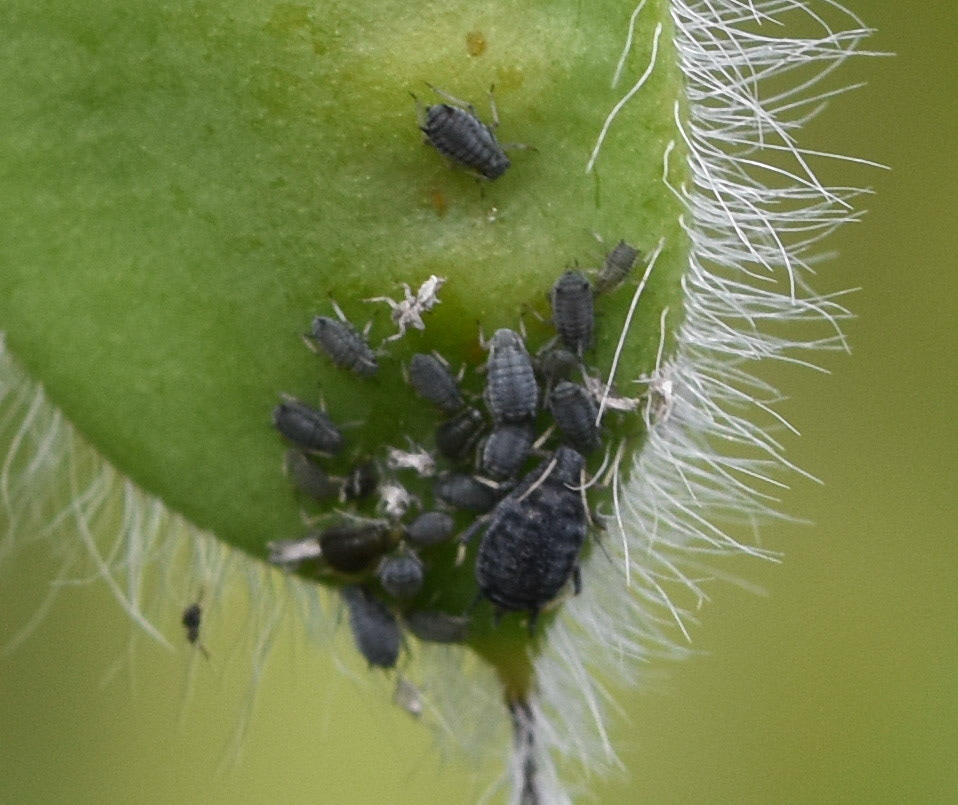 Zwarte bonenluis (Aphis fabae)
