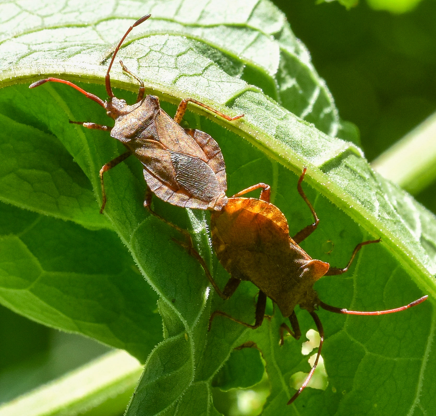 Zuringwants (Coreus marginatus)