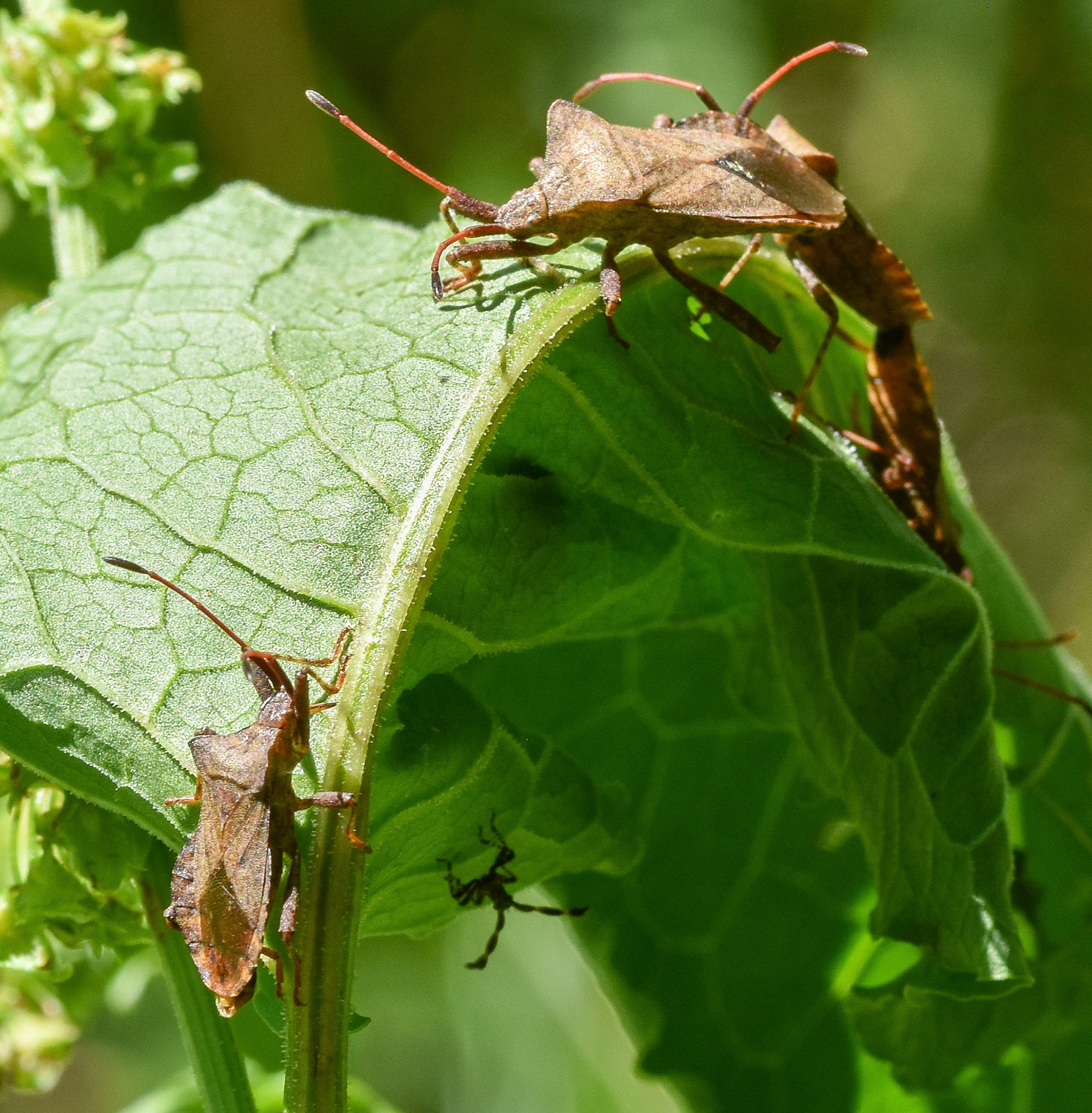 Zuringwants (Coreus marginatus)