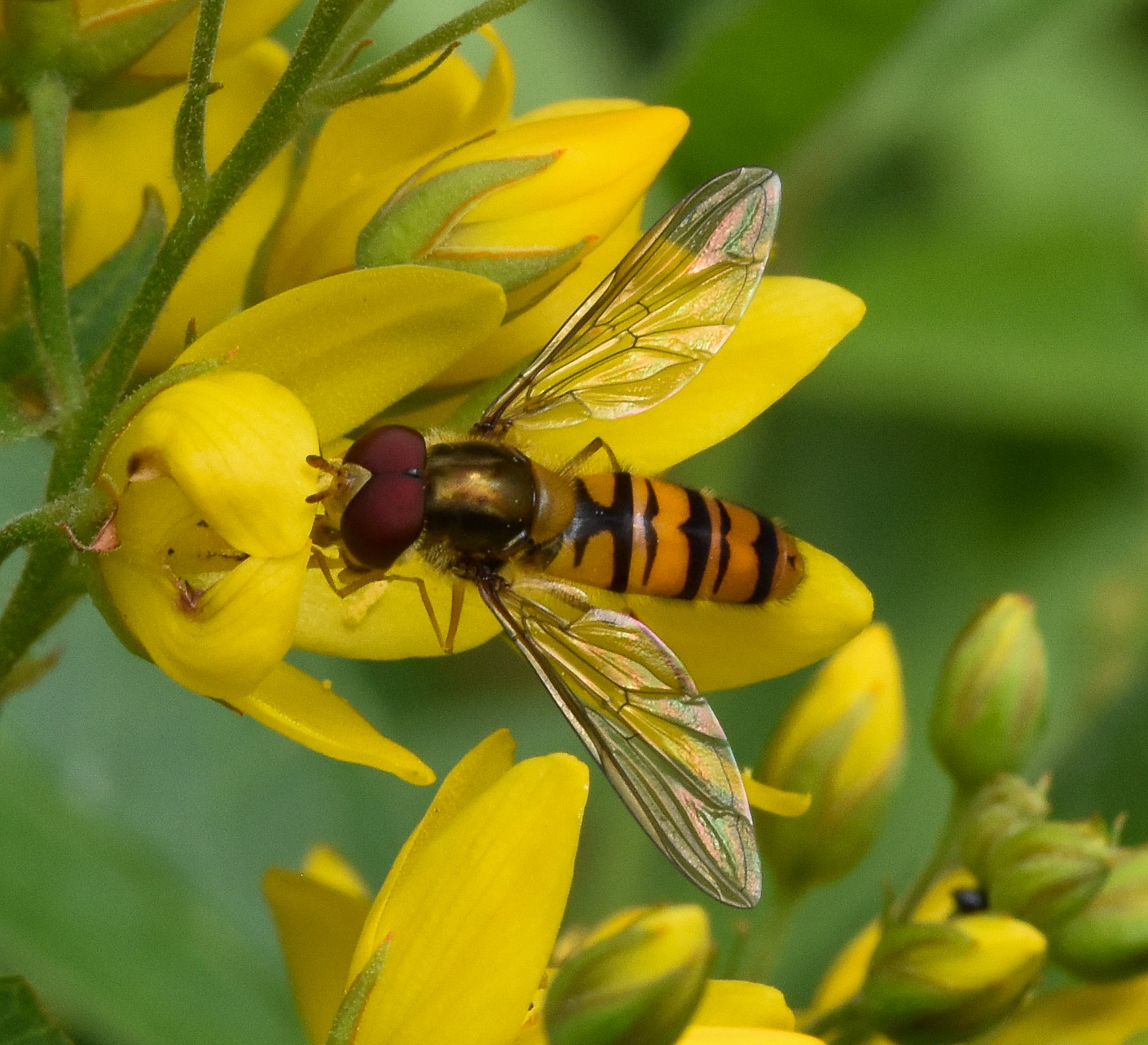 Pyjamazweefvlieg (Episyrphus balteatus)