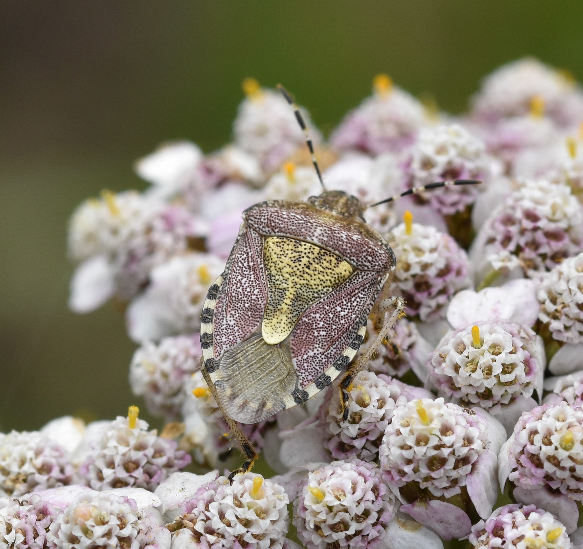 Bessenschildwants (Dolycoris baccarum)