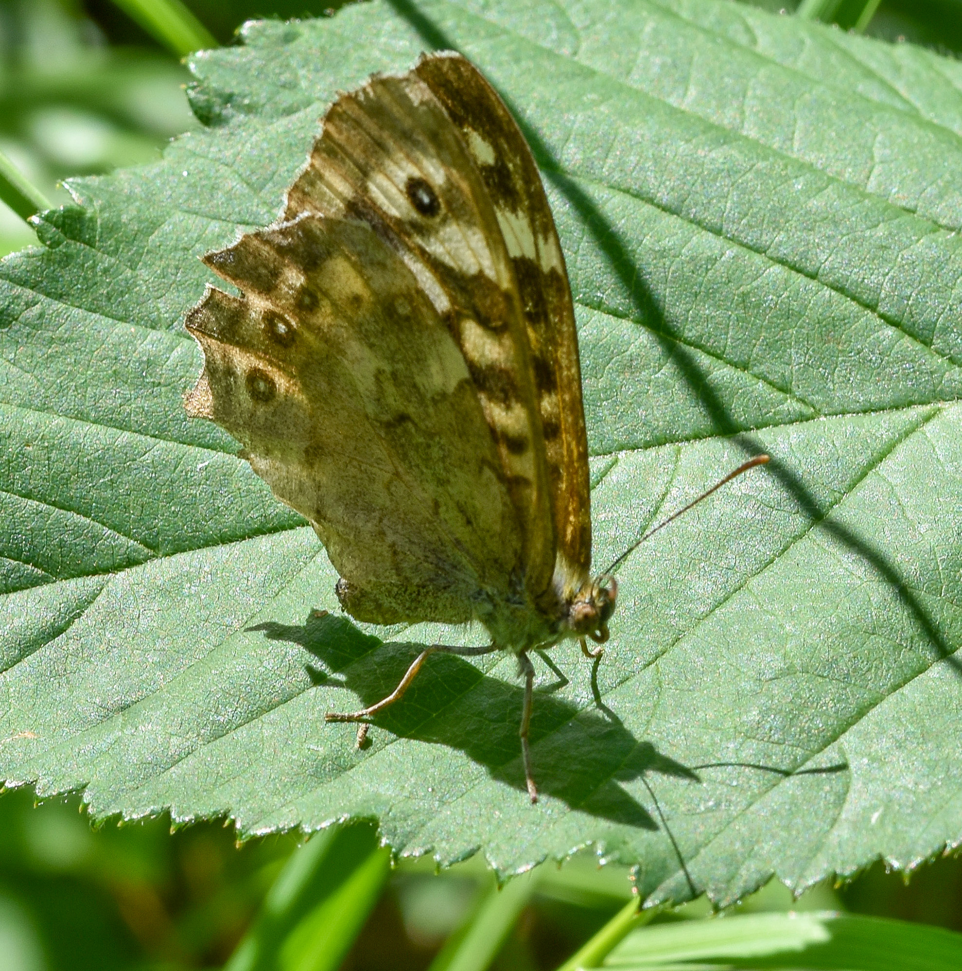 Bont zandoogje (Pararge aegeria)