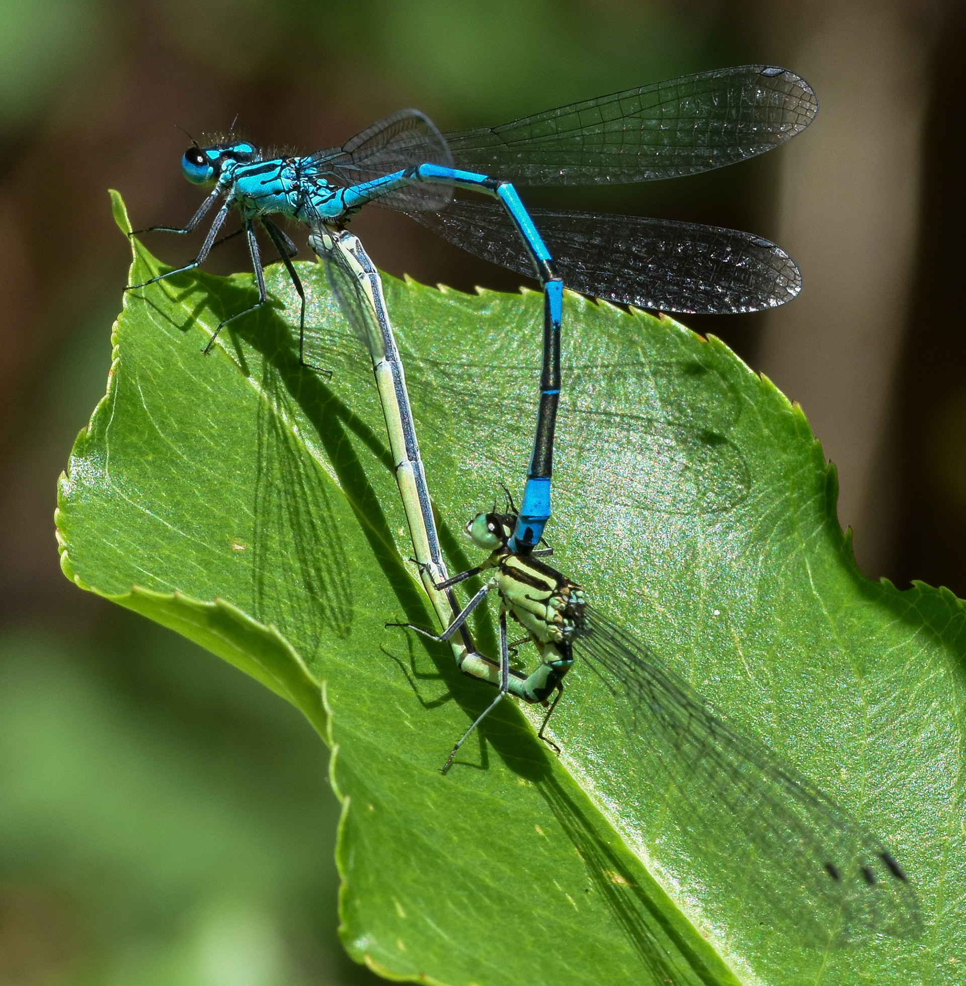 Watersnuffel (Enallagma cyathigerum)