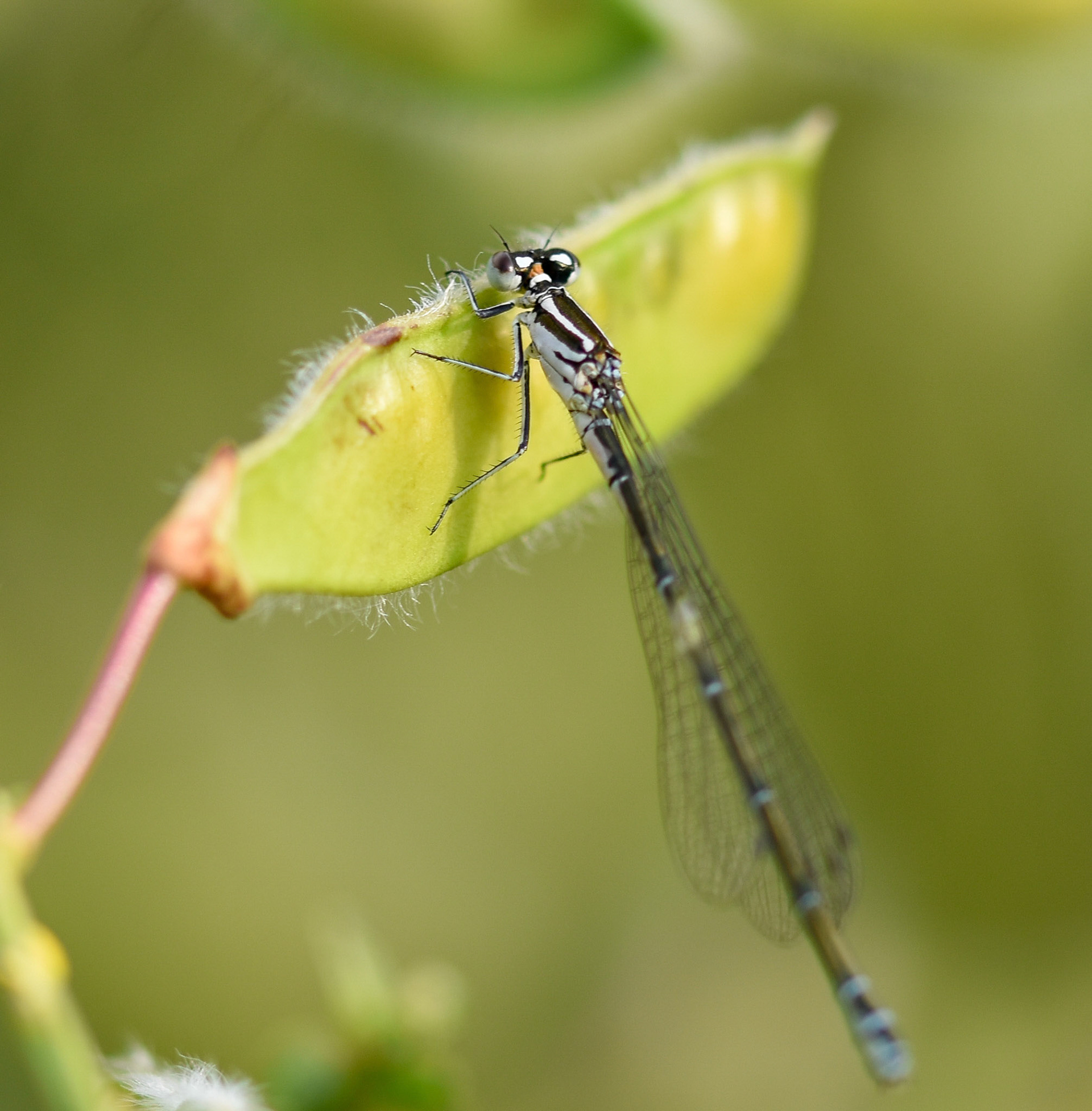 Azuurwaterjuffer (Coenagrion puella)