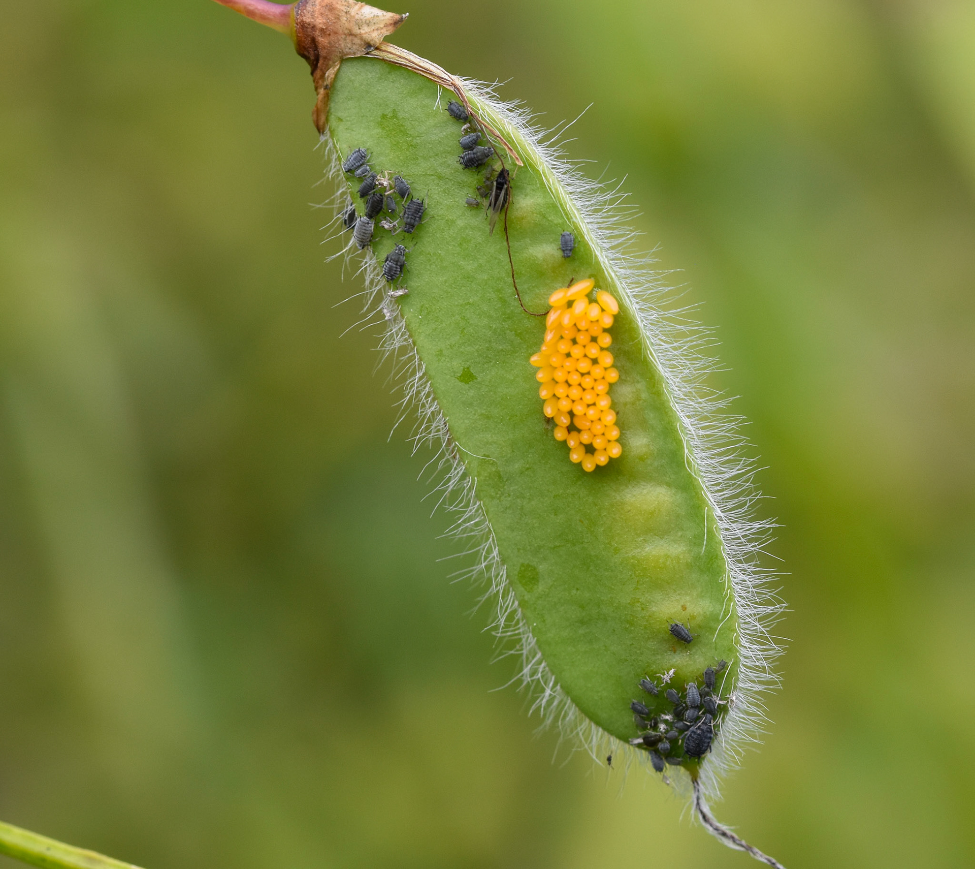 Zwarte bonenluis (Aphis fabae)