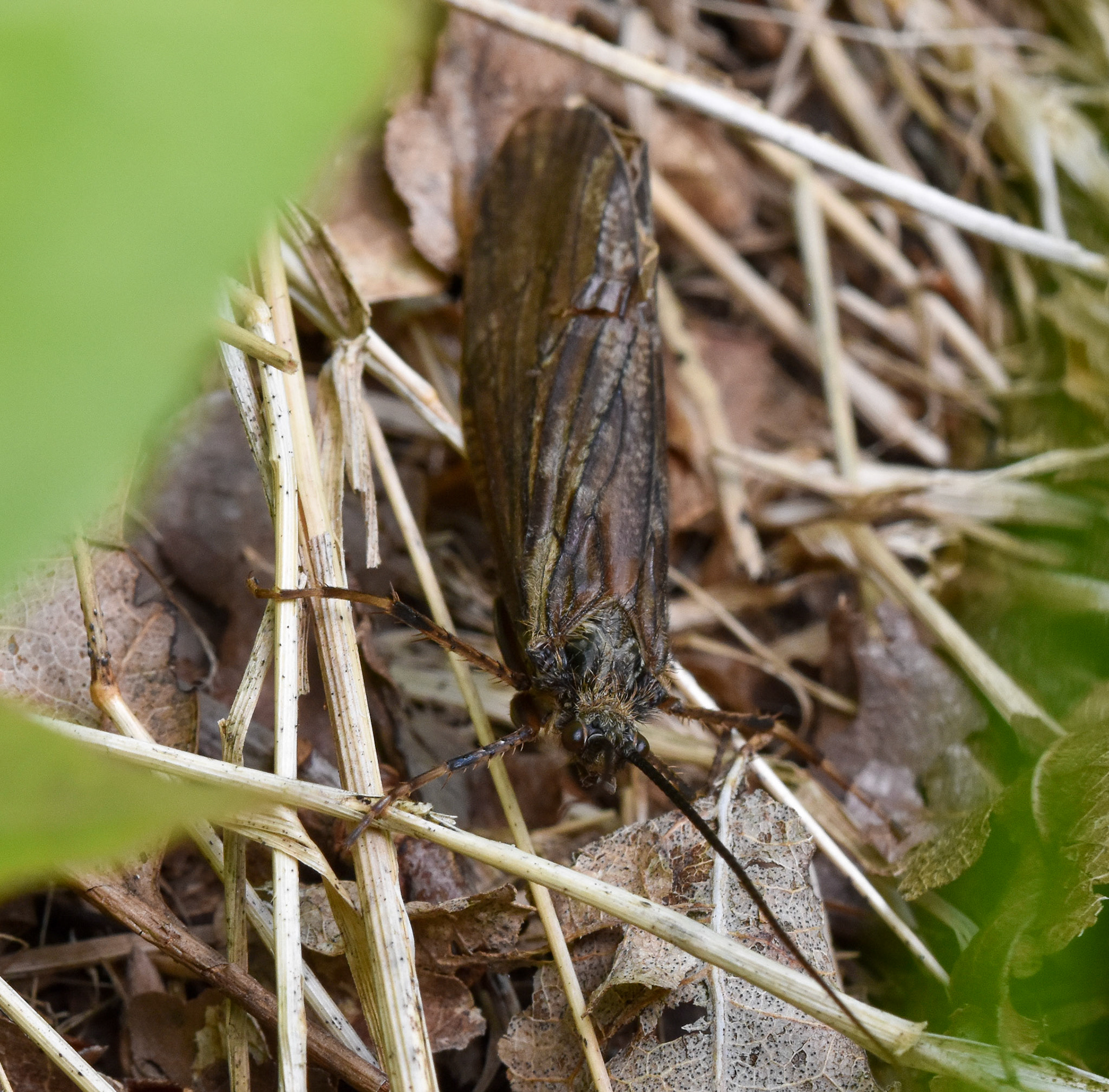 Schietmot (sialis)