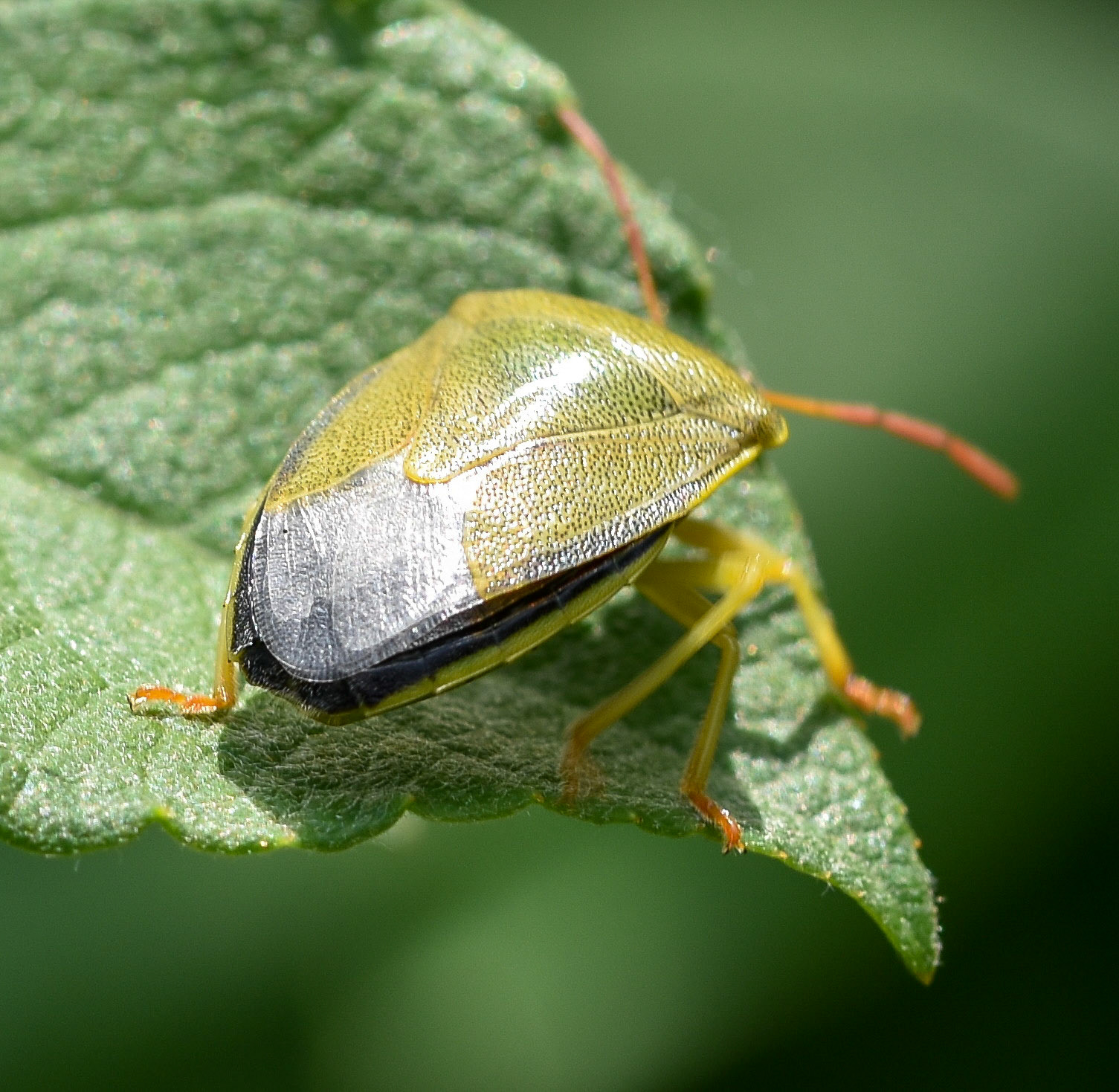 Bremschildwants (Piezodorus lituratus)