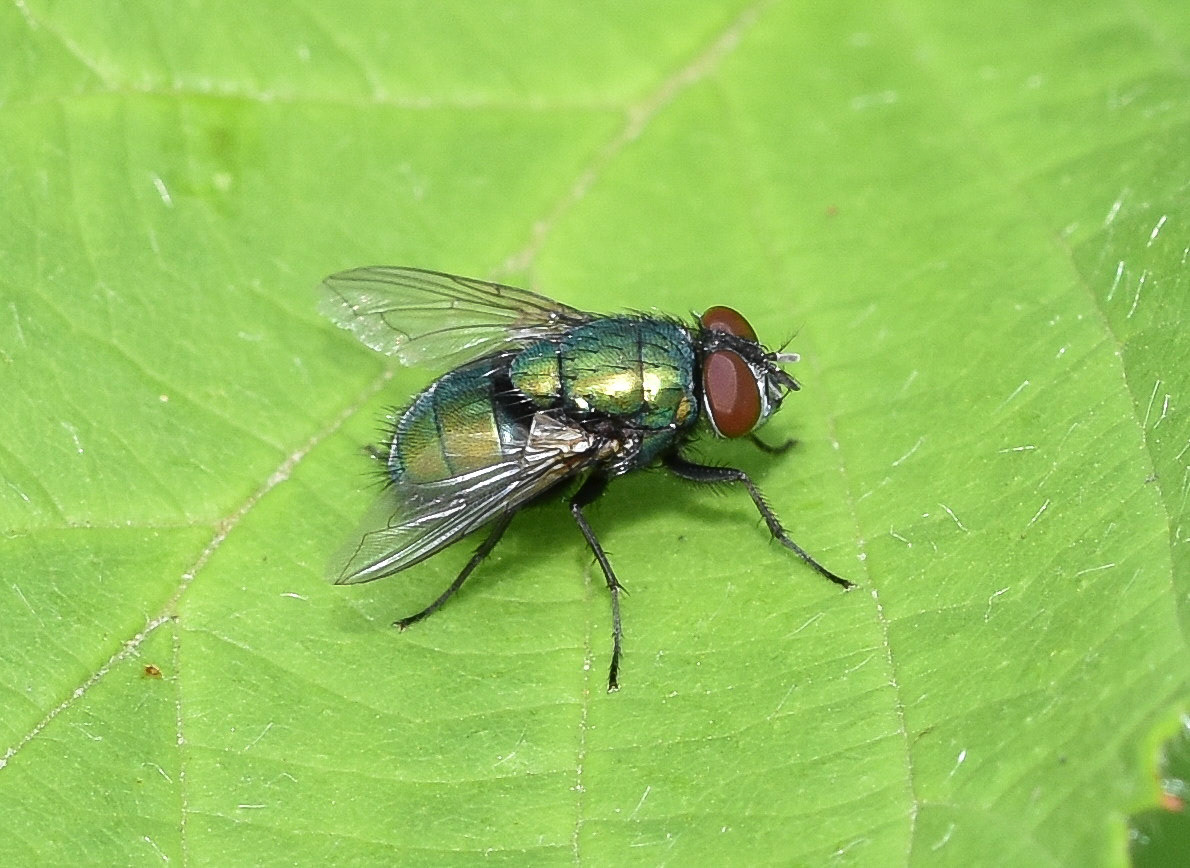 Groene vleesvlieg (Lucilia sericata)