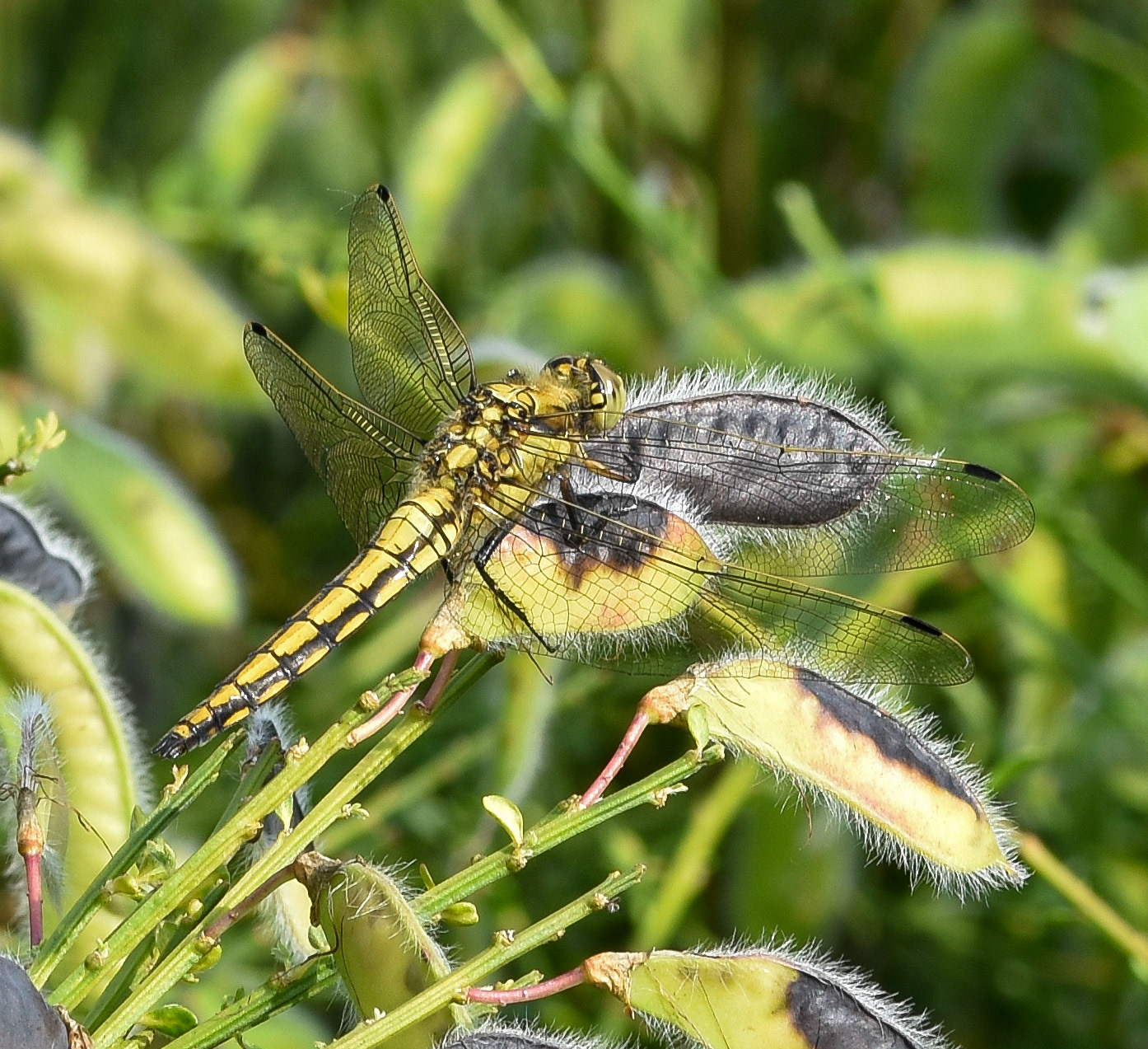 Gewone oeverlibel (Orthetrum cancellatum)