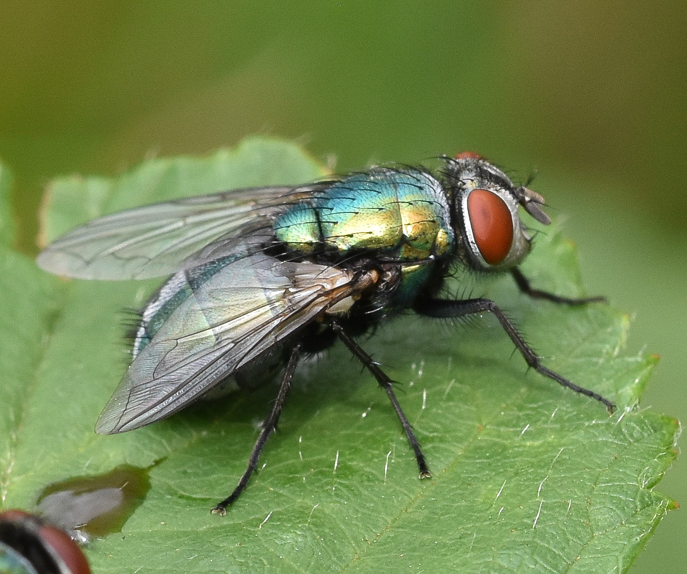 Groene vleesvlieg (Lucilia sericata)