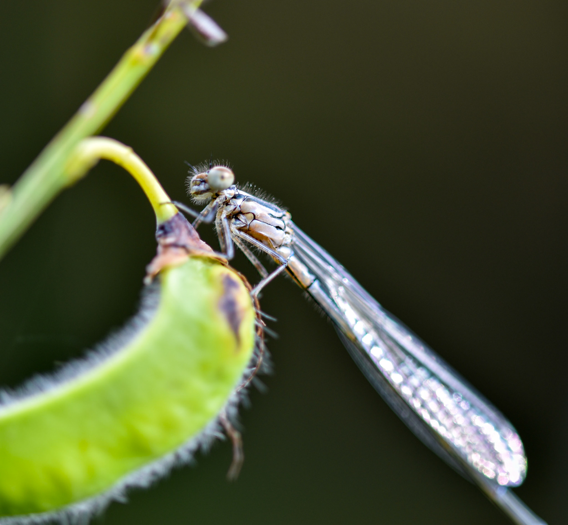 Watersnuffel (Enallagma cyathigerum)