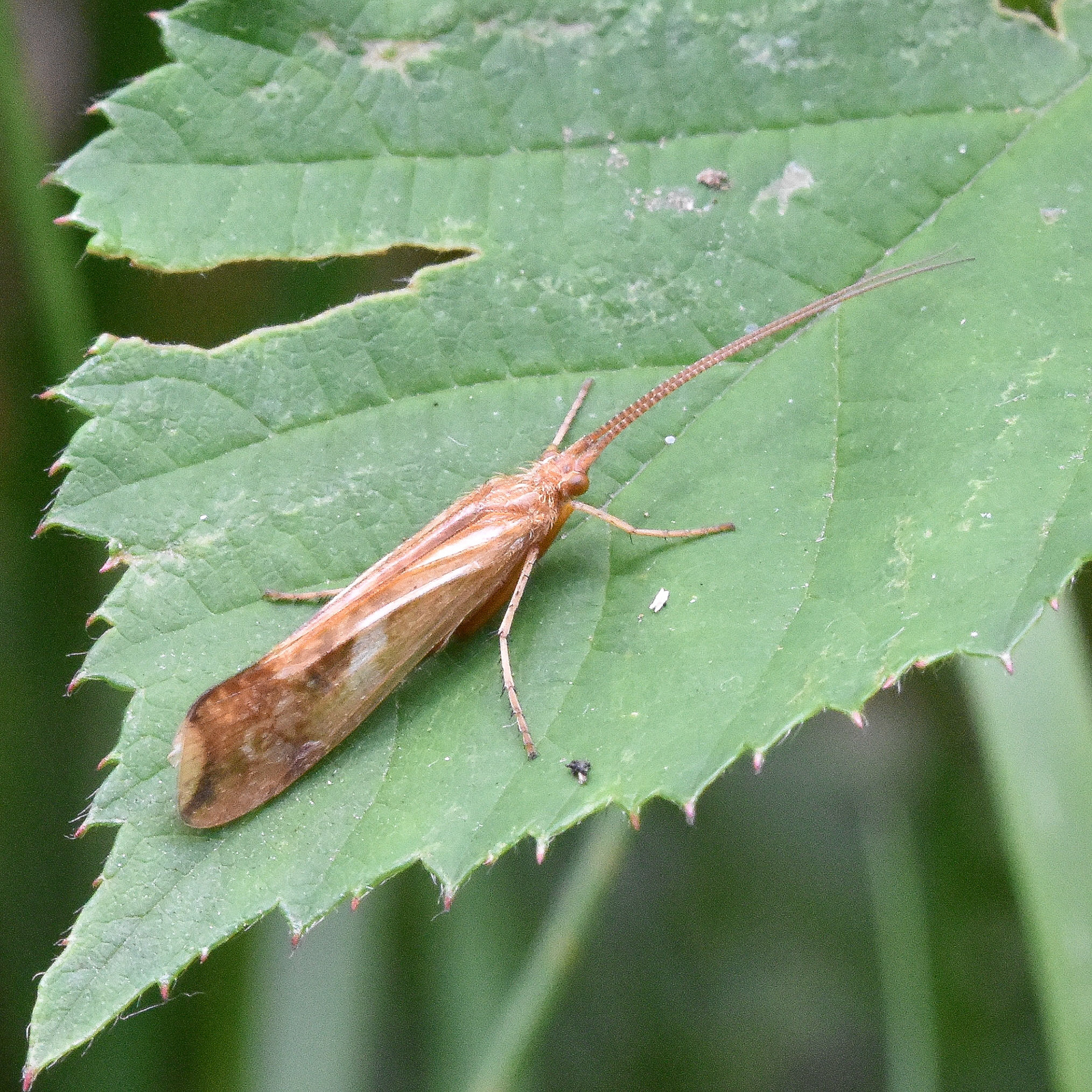 Schietmot (Limnephilus lunatus)