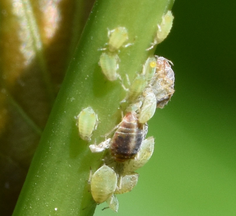Groene appeltakluis (Aphis pomi de Geer)