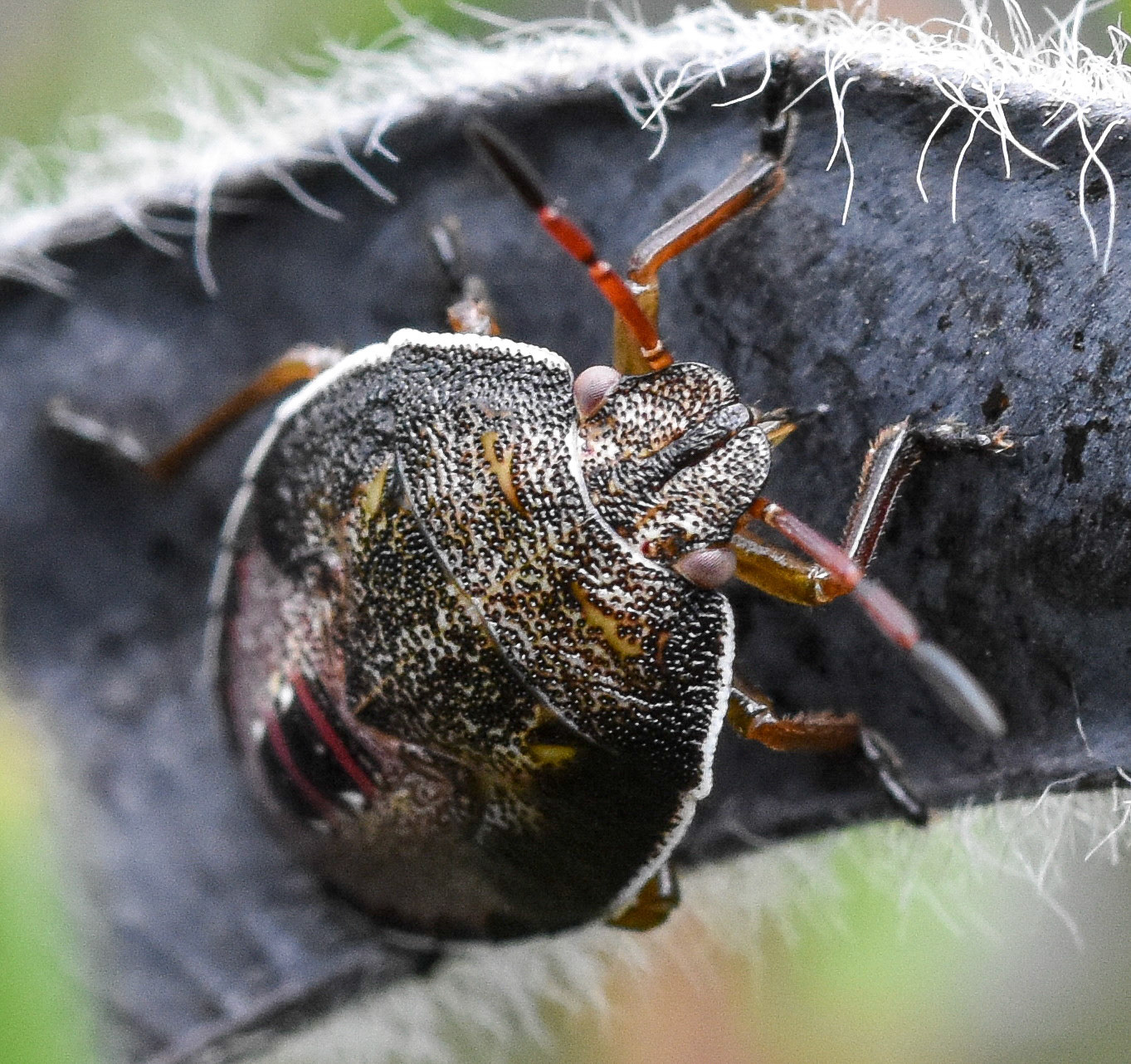 Bremschildwants (Piezodorus lituratus)