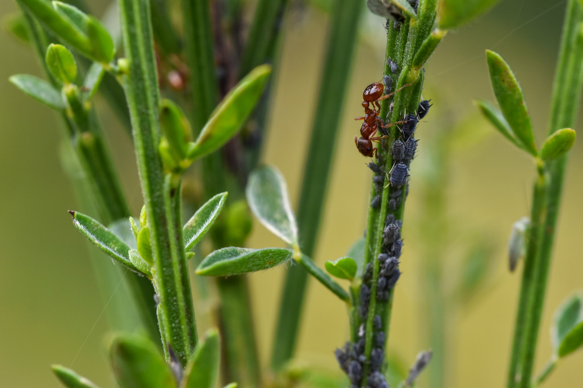 Zwarte bonenluis (Aphis fabae)