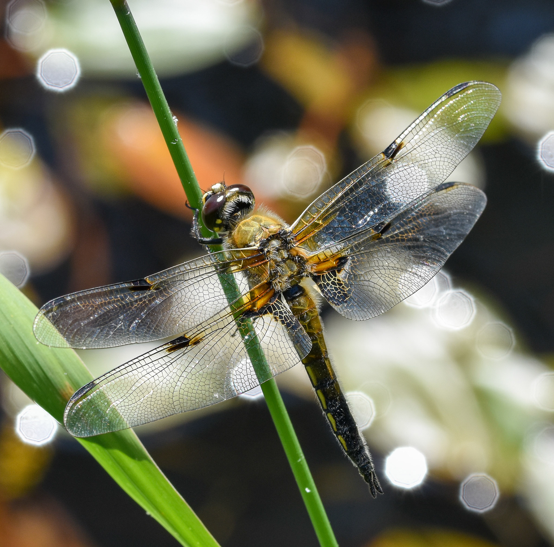 Viervlek (Libellula quadrimaculata)