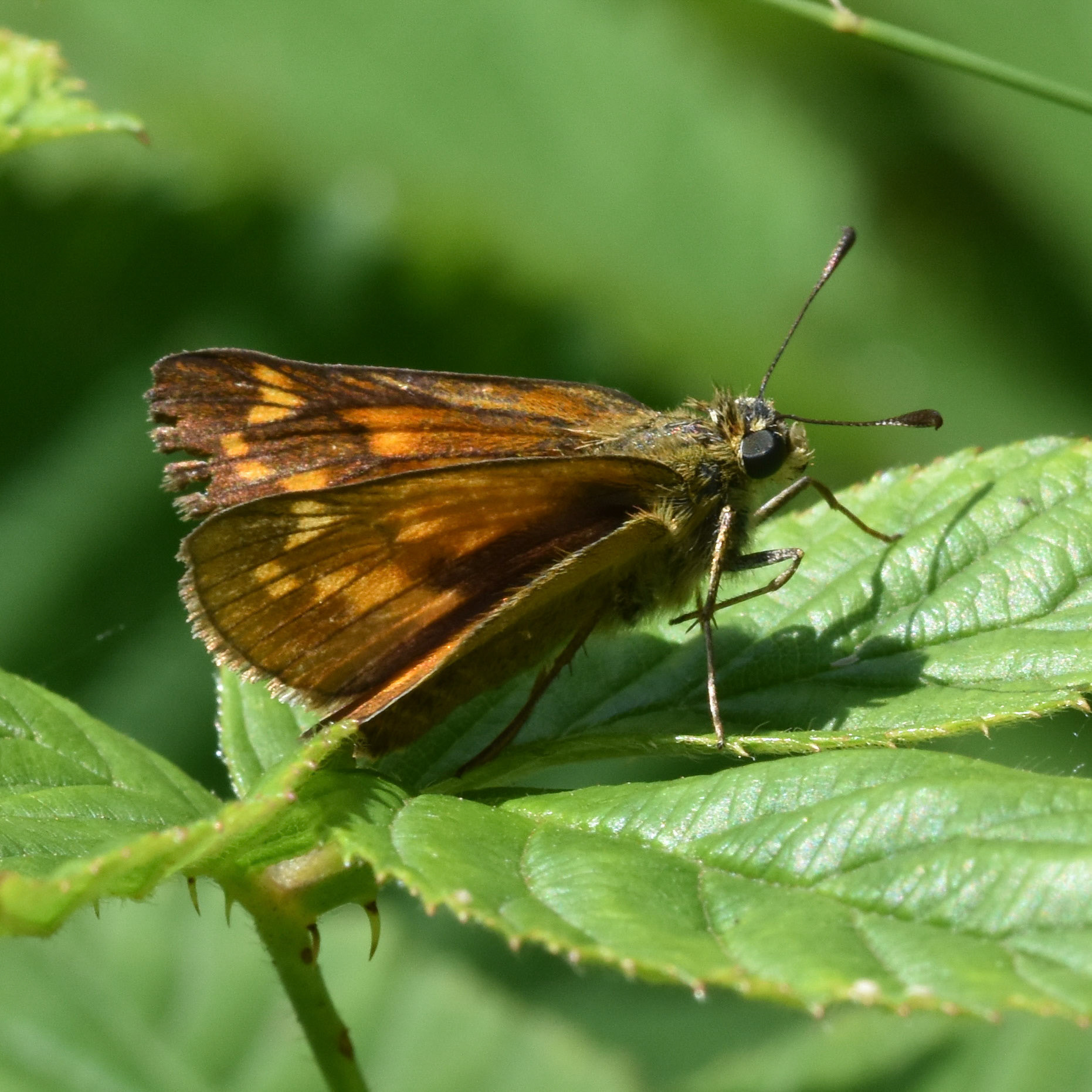 Groot dikkopje (Ochlodes sylvanus)