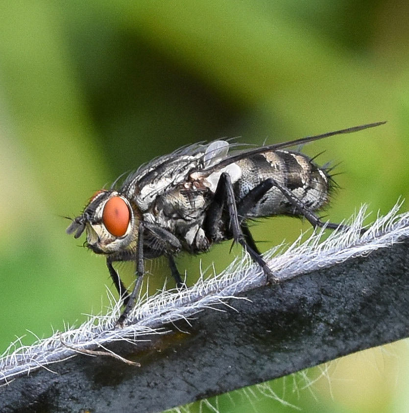 Grijze vleesvlieg (Sarcophaga carnaria)