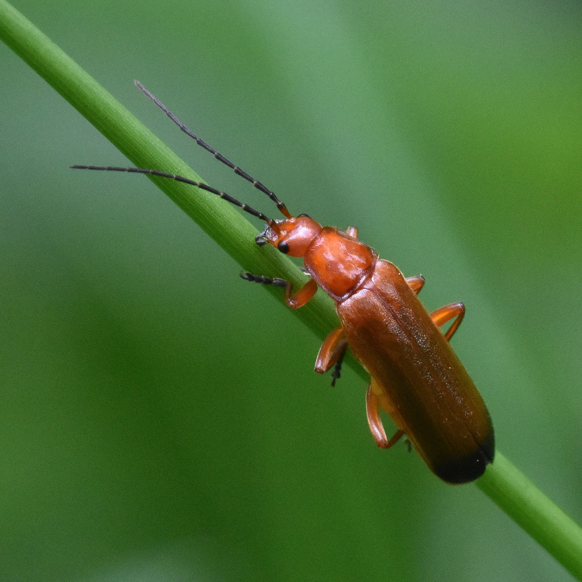 Soldaatje (Rhagonycha fulva)