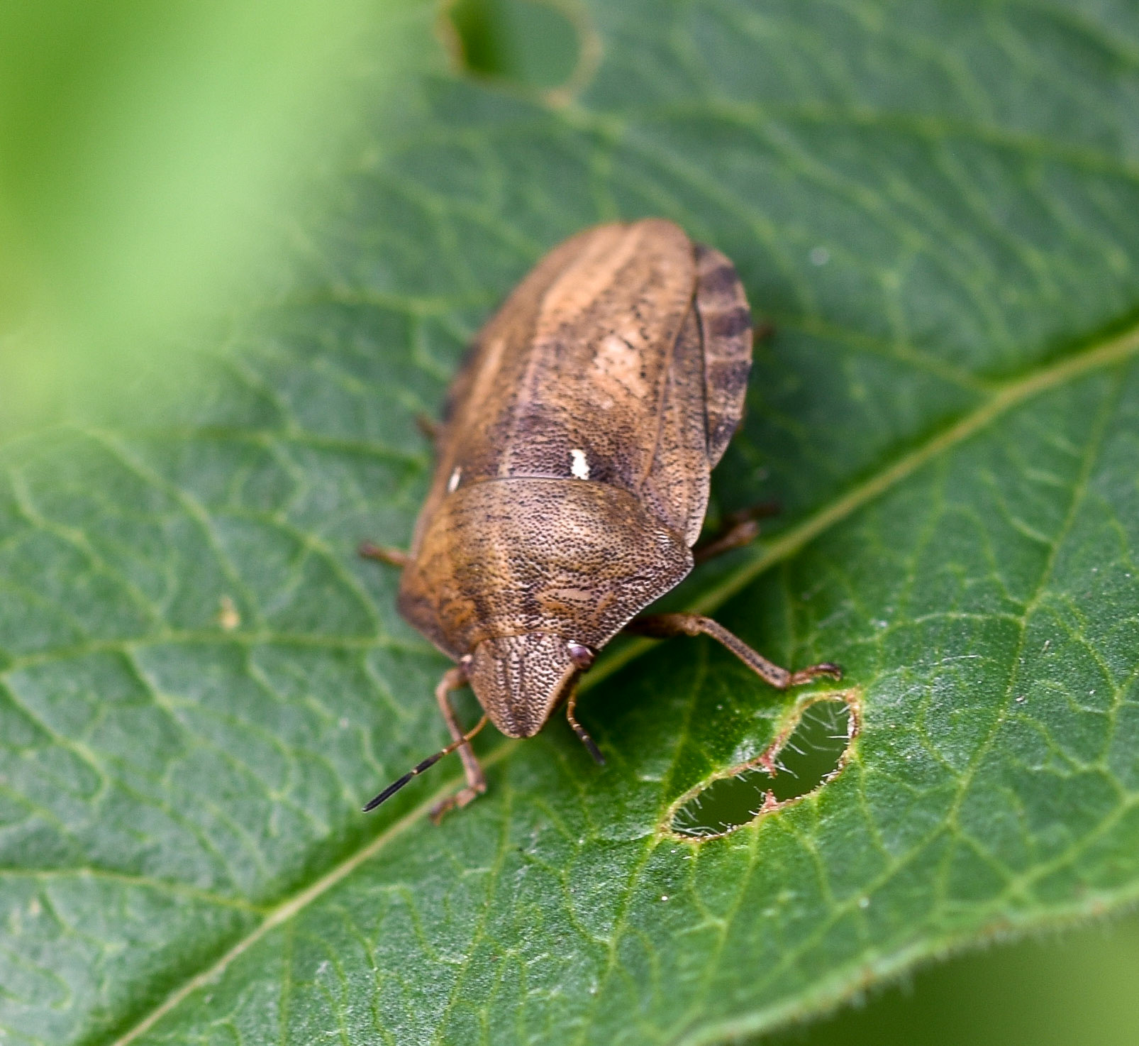 Gewone pantserwants (Eurygaster testudinaria )