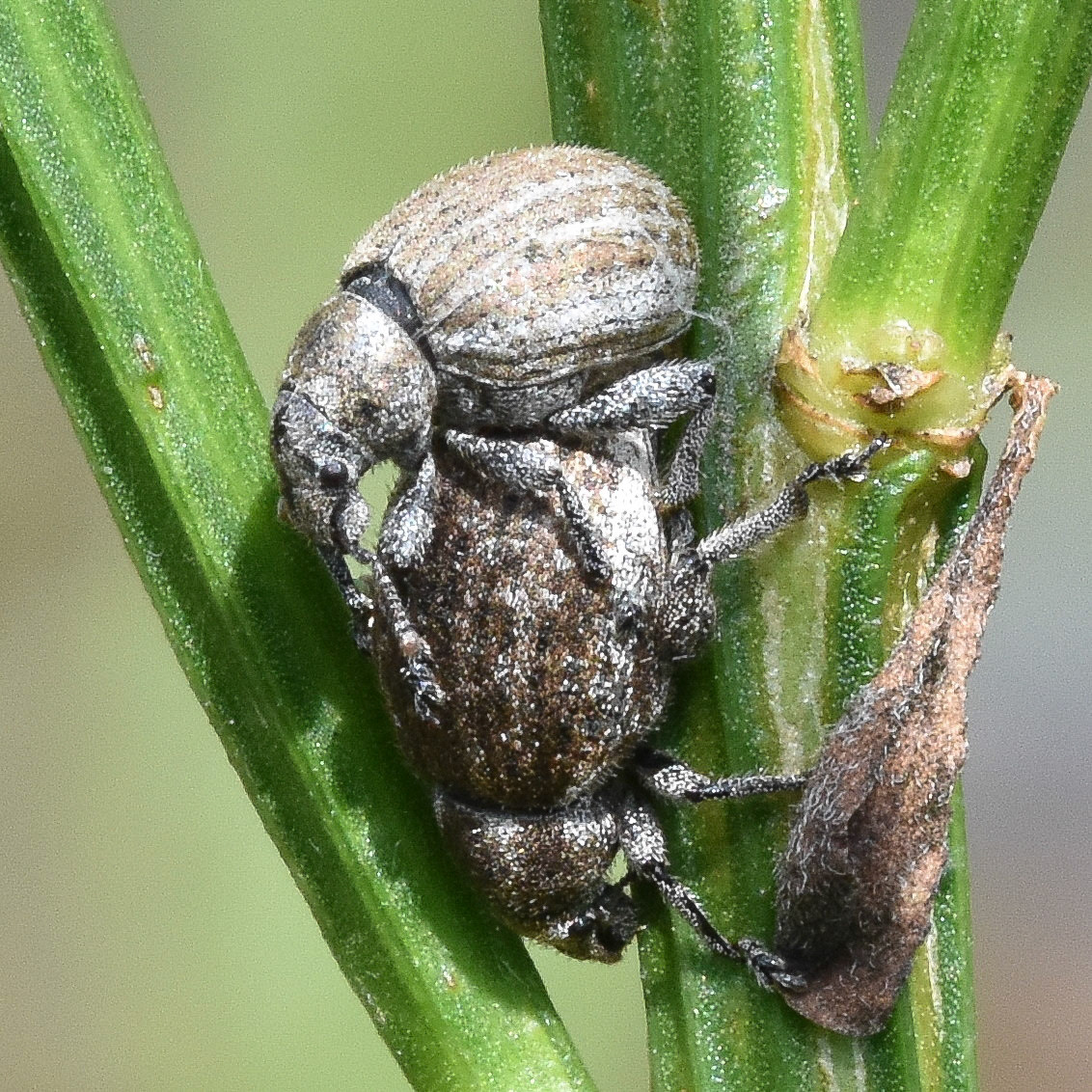Snuitkever (Curculionidae)