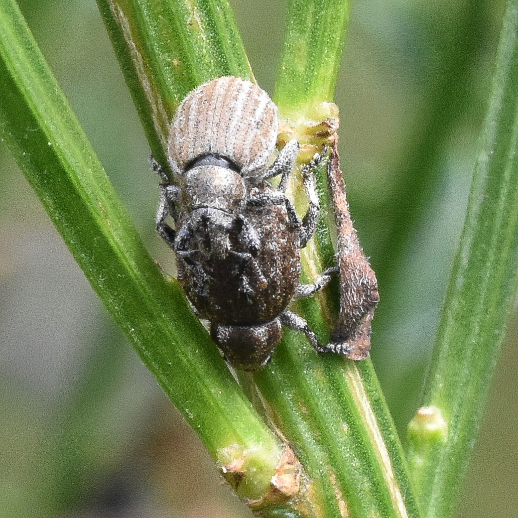 Snuitkever (Curculionidae)