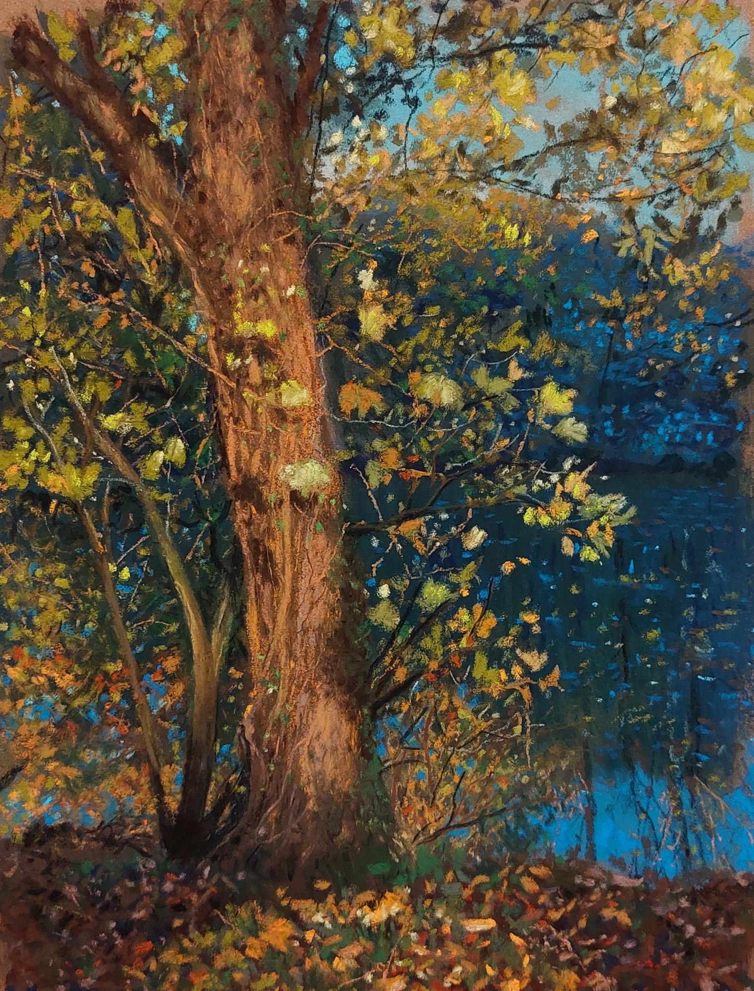 Tree at Pond - Park Van Mesen - Lede - 30 x 21 cm