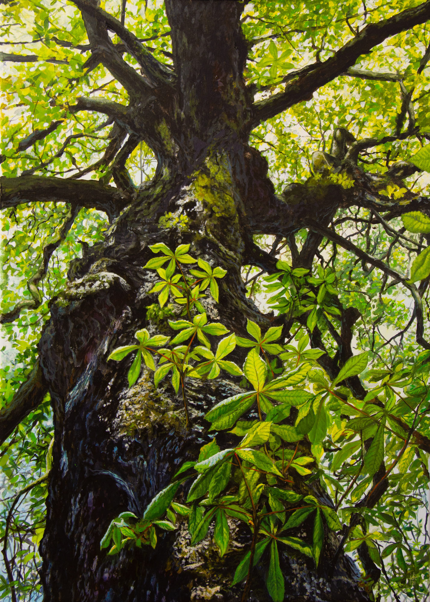 Chestnut Tree, Bijlokehof, Ghent - acrylics on canvas - 50 x 70 cm